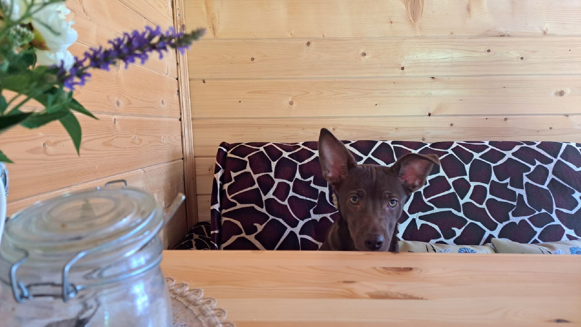 Реутов, Куба, щенок, новый дом