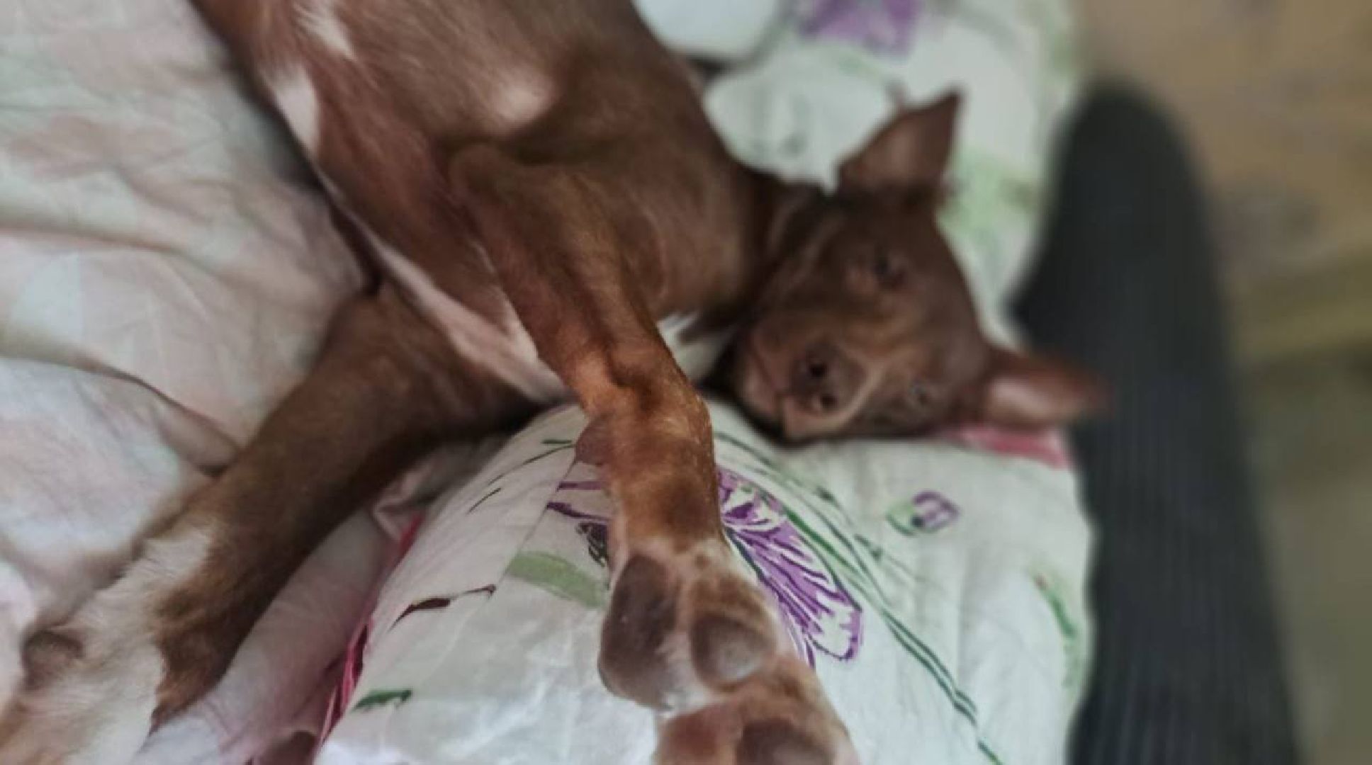 Реутов, Куба, щенок, новый дом