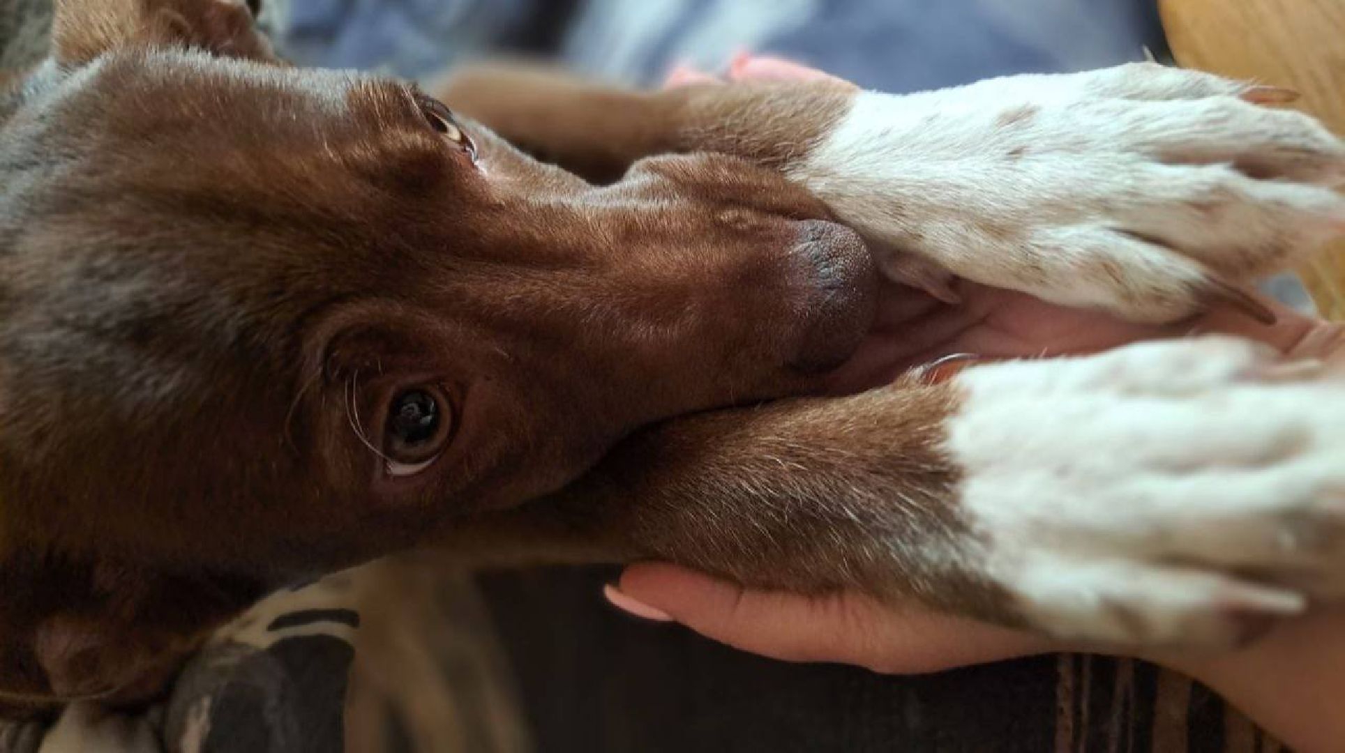 Реутов, Куба, щенок, новый дом