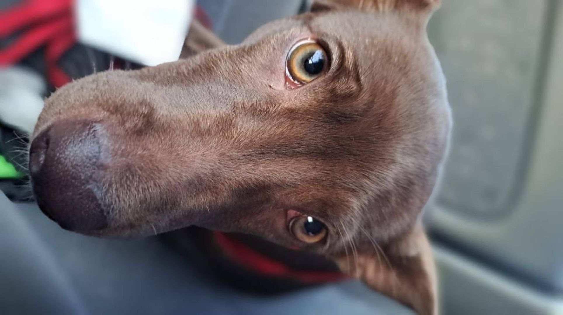 Реутов, Куба, щенок, новый дом