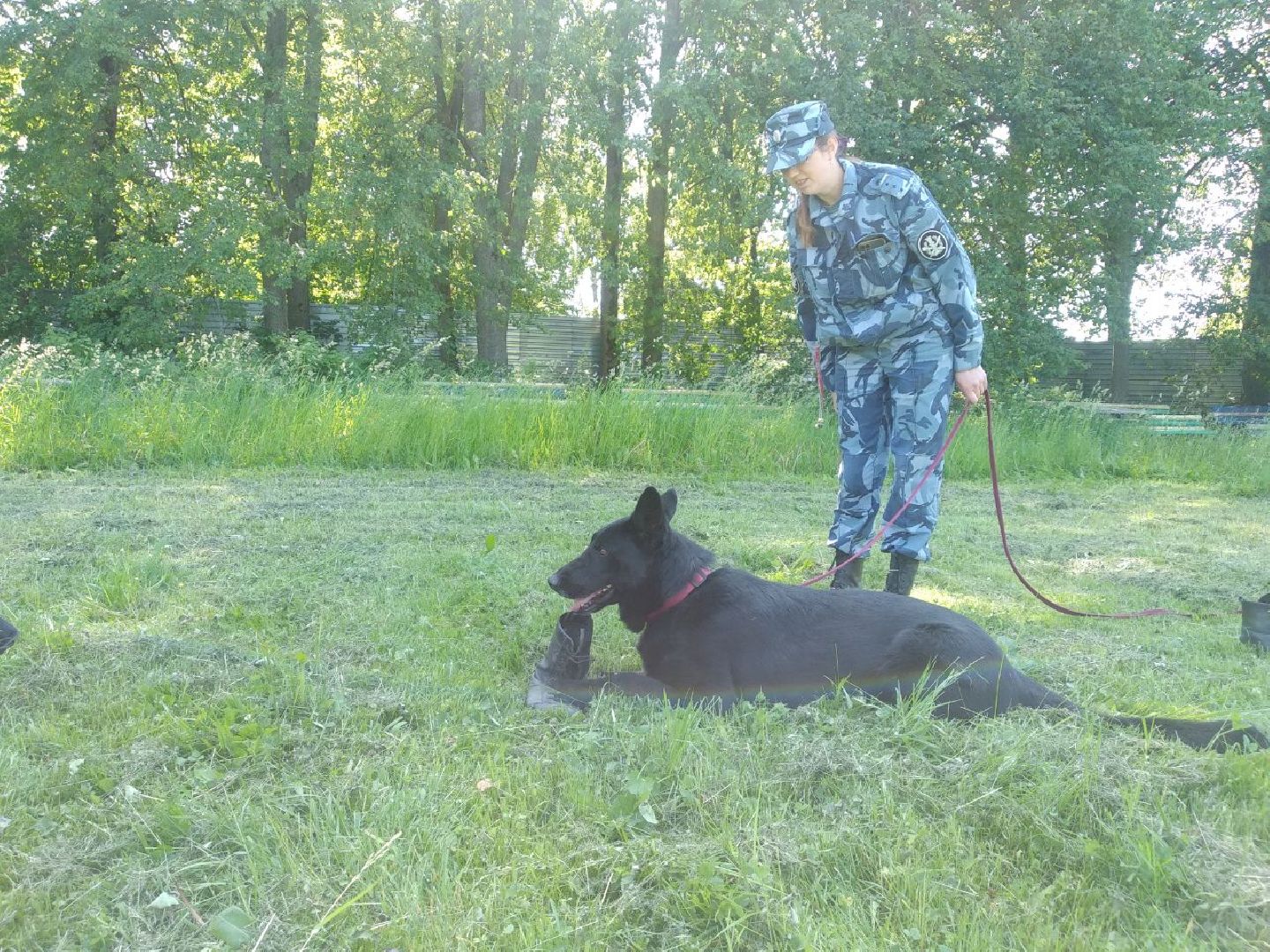 Дмитров, Икшанская колония, кинологи