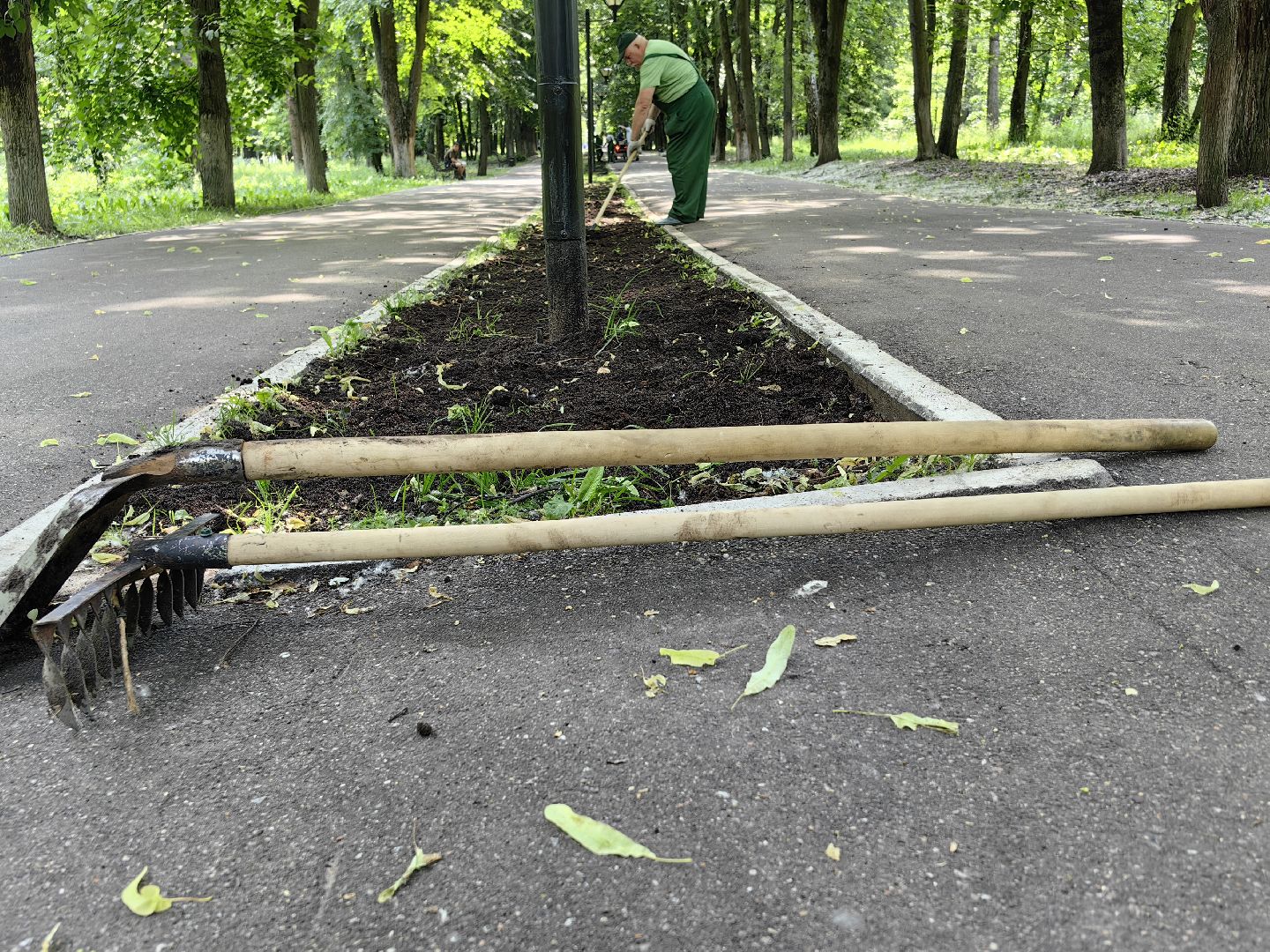 Газон, парк, дизайн, ландшафт