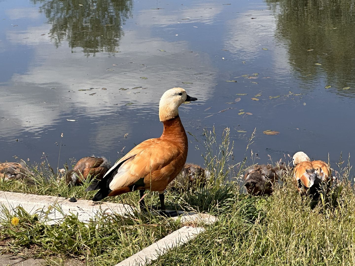 Огарь, Одинцово, Парки Подмосковья, утка, супружеская верность, семья, символ, Баранка