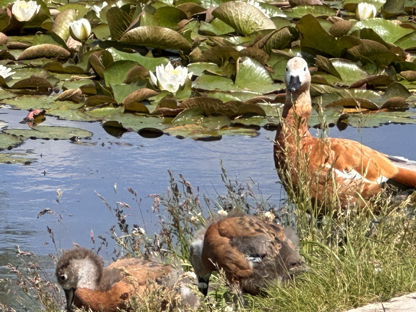 Огарь, Одинцово, Парки Подмосковья, утка, супружеская верность, семья, символ, Баранка