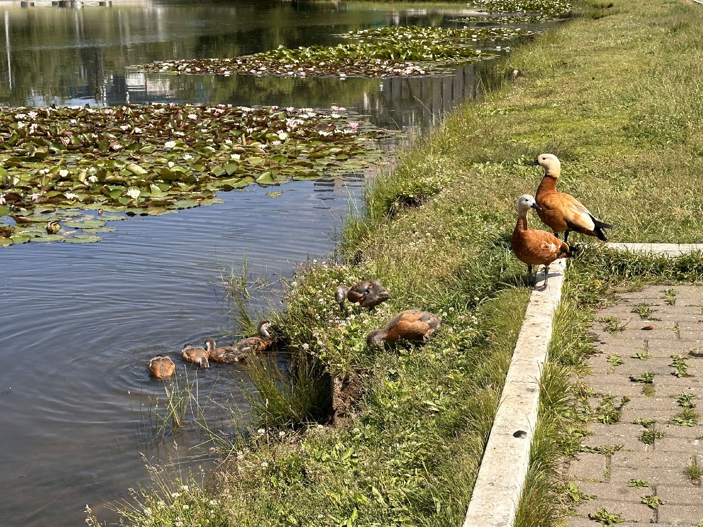 Огарь, Одинцово, Парки Подмосковья, утка, супружеская верность, семья, символ, Баранка