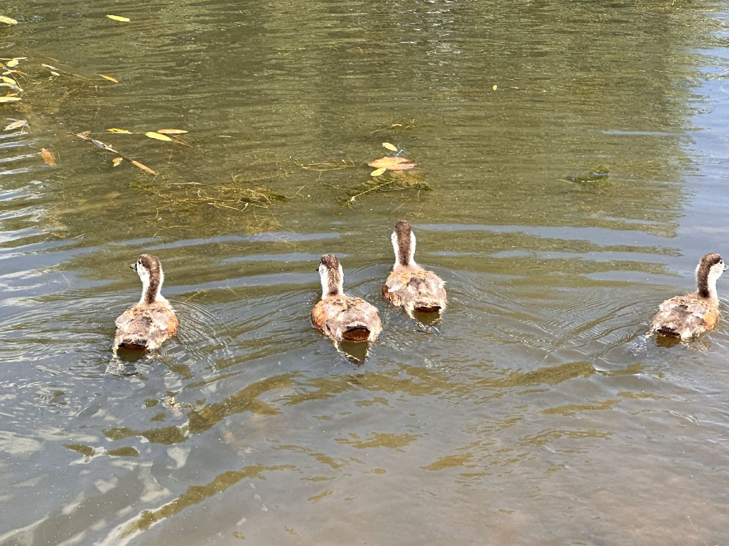 Огарь, Одинцово, Парки Подмосковья, утка, супружеская верность, семья, символ, Баранка