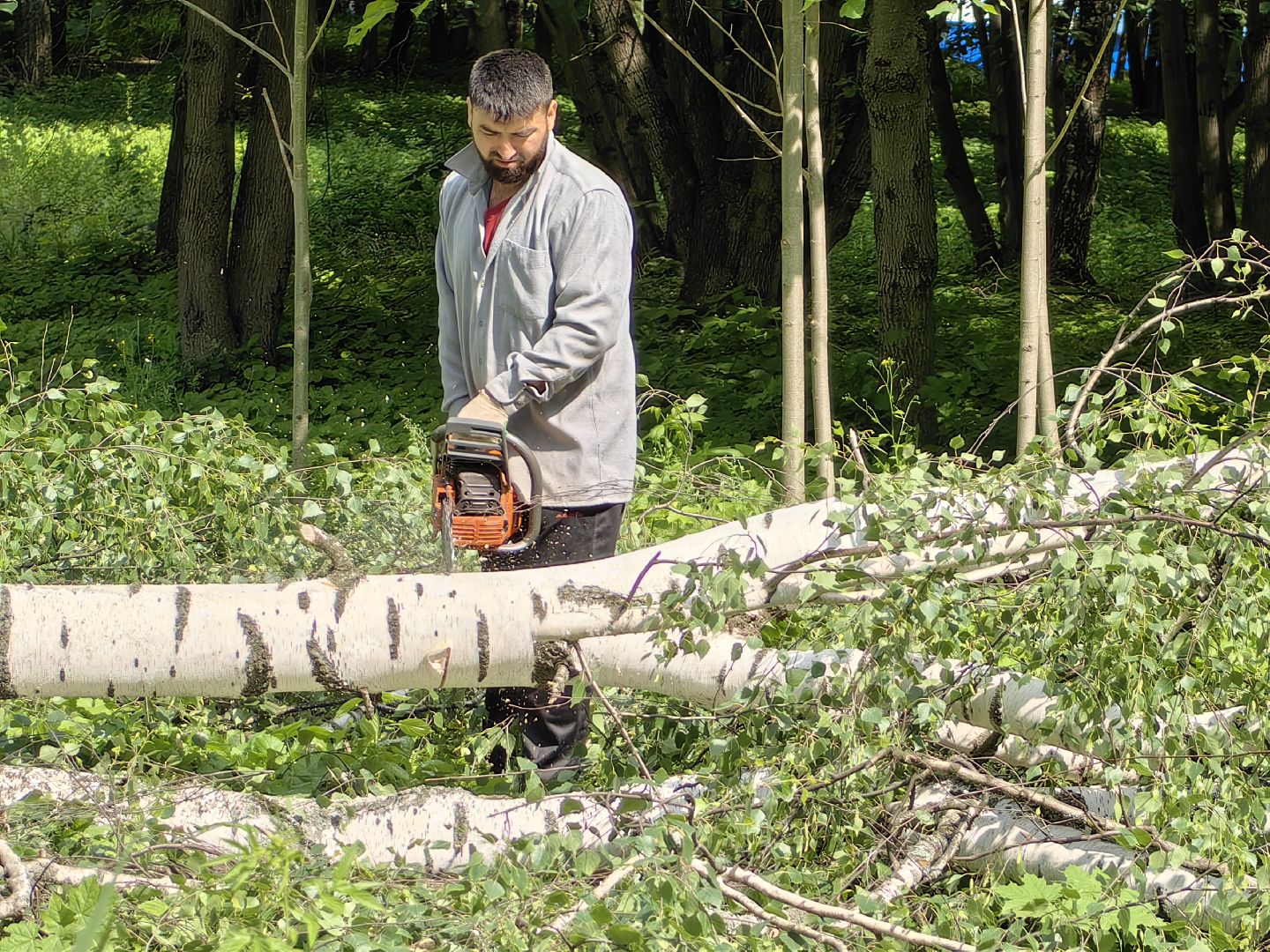 Детская площадка, деревья, территория, спорт, благоустройство