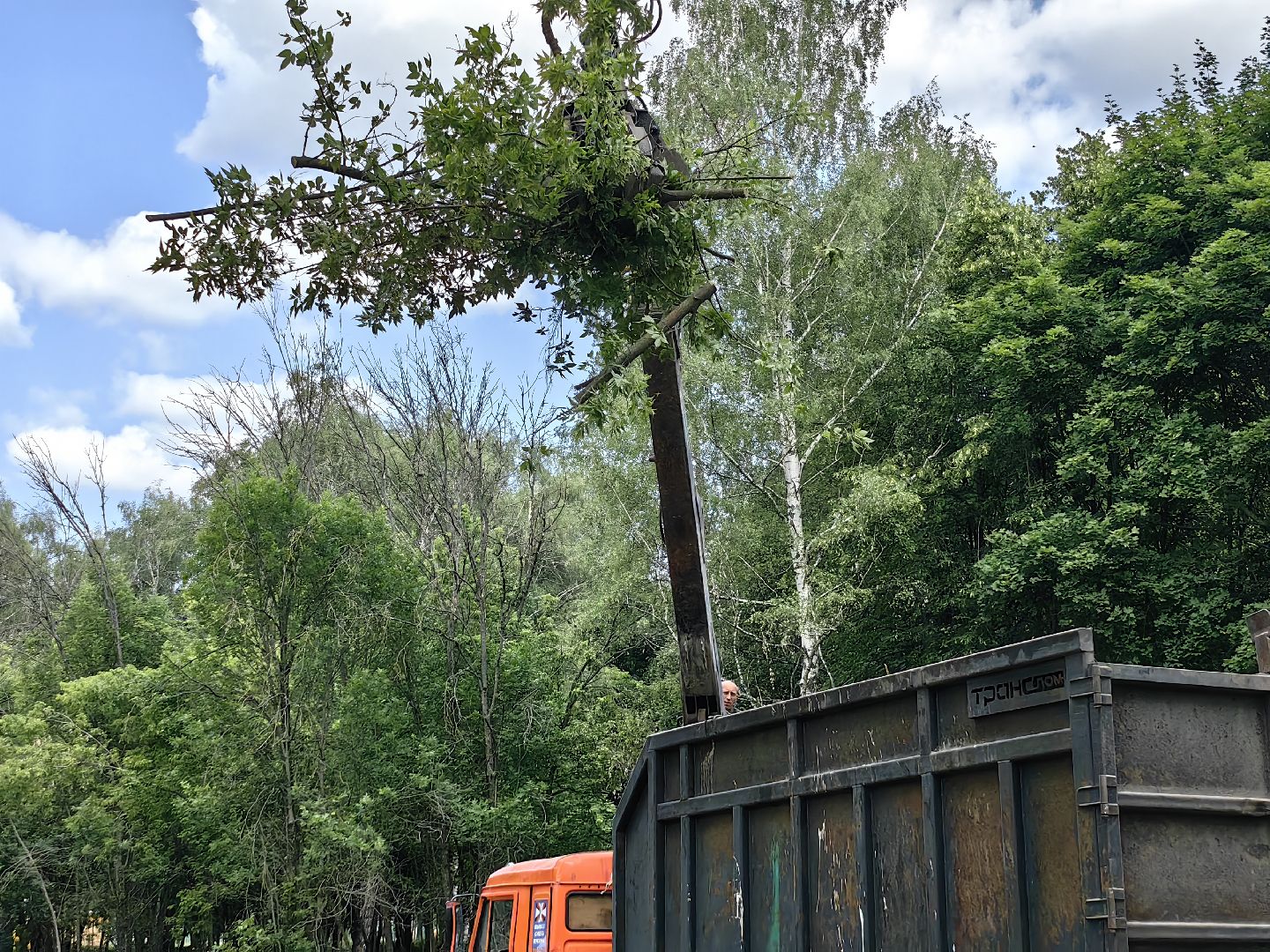 Детская площадка, деревья, территория, спорт, благоустройство