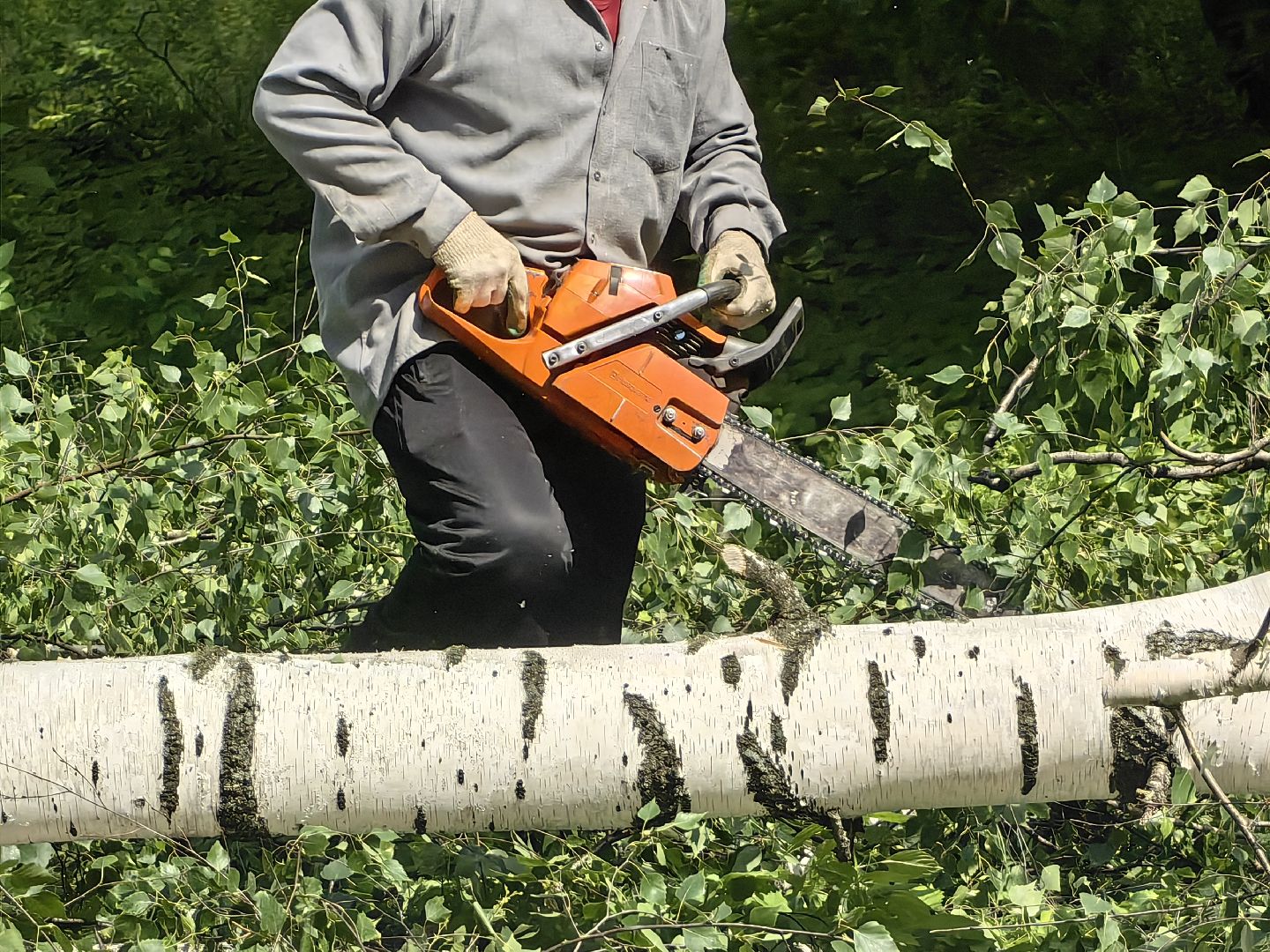 Детская площадка, деревья, территория, спорт, благоустройство