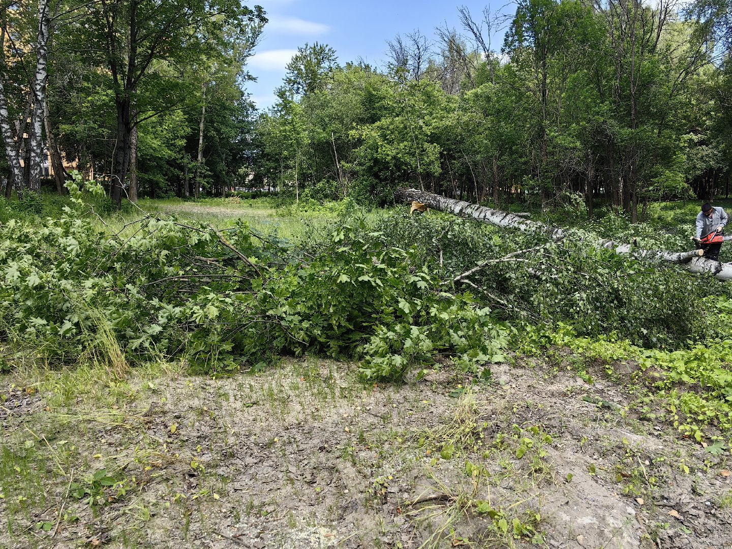 Детская площадка, деревья, территория, спорт, благоустройство