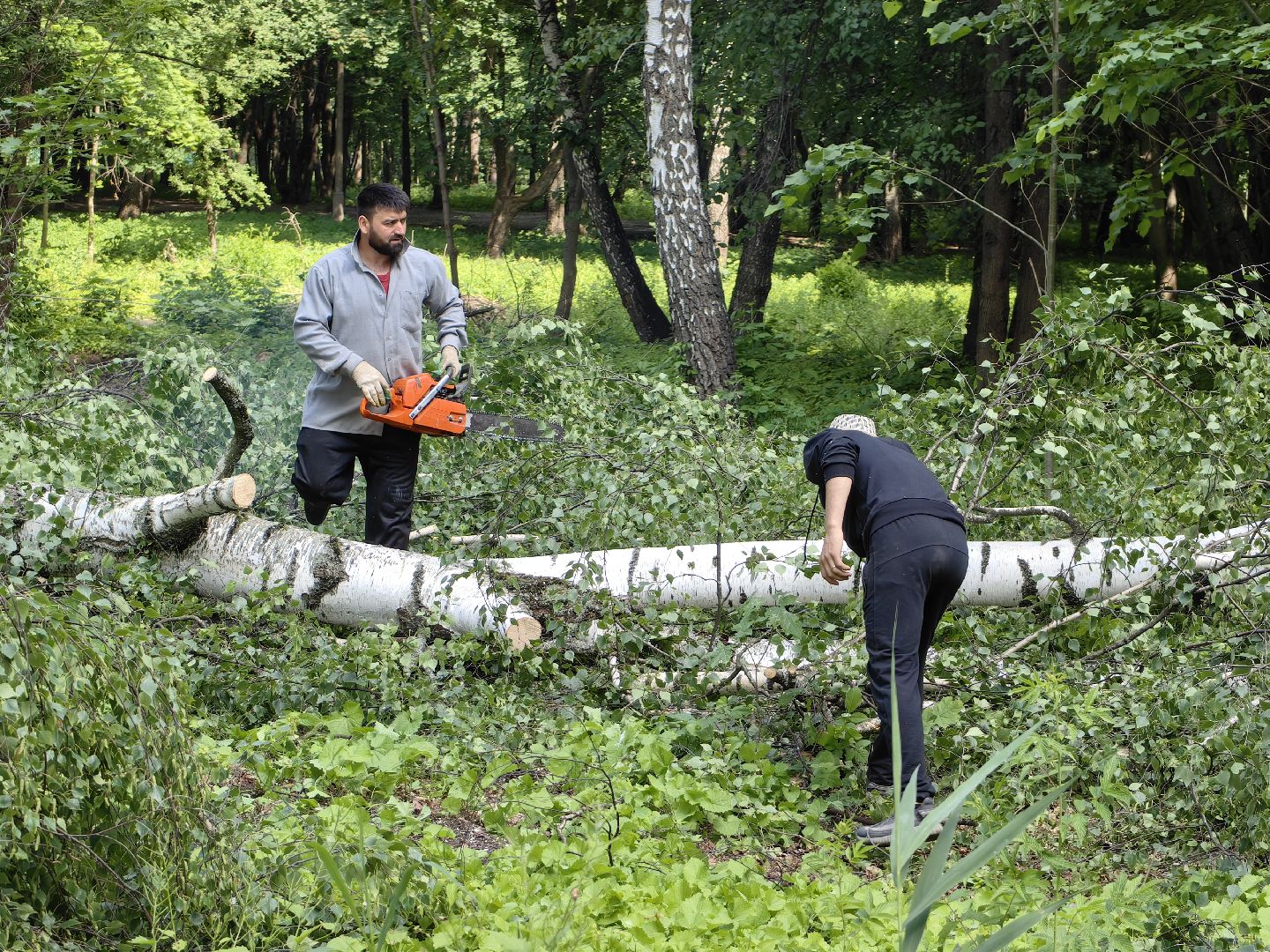 Детская площадка, деревья, территория, спорт, благоустройство