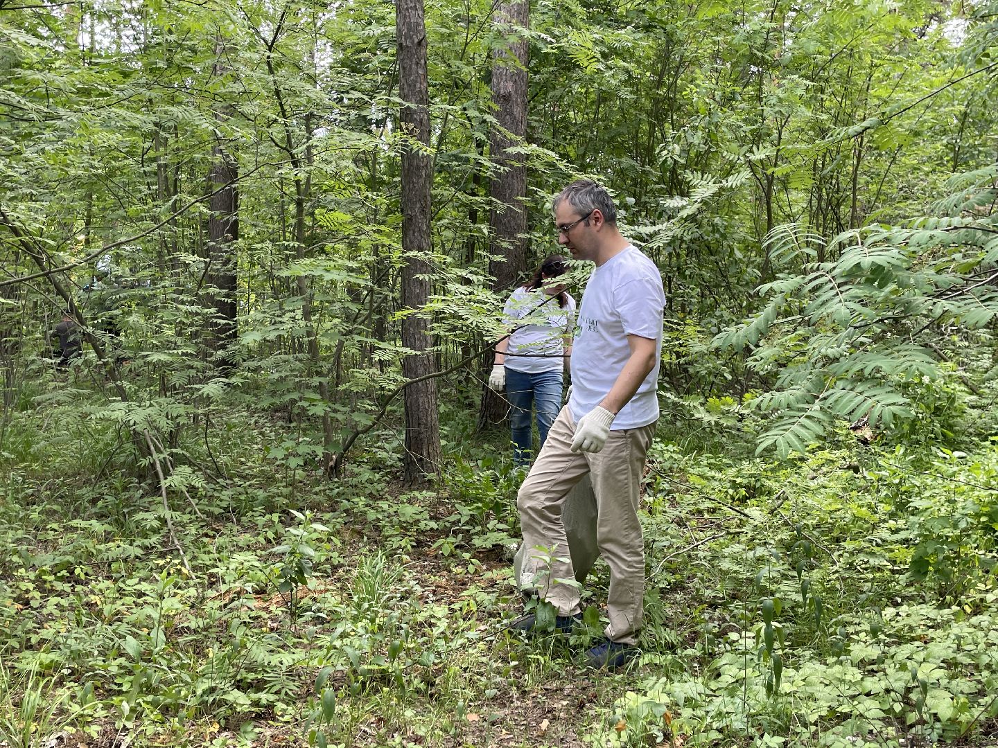 Лес, чистота, акция, люди