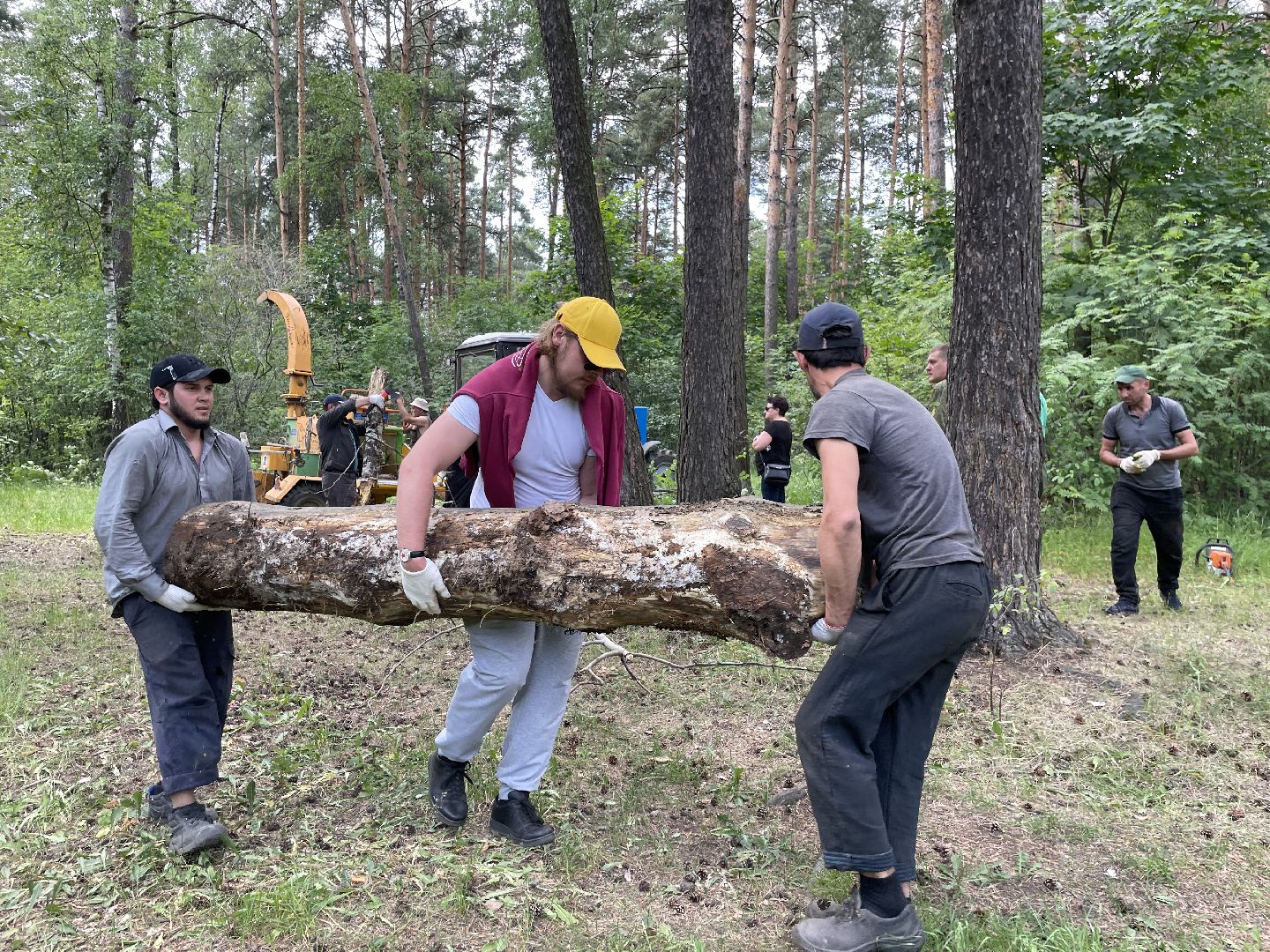 Лес, чистота, акция, люди