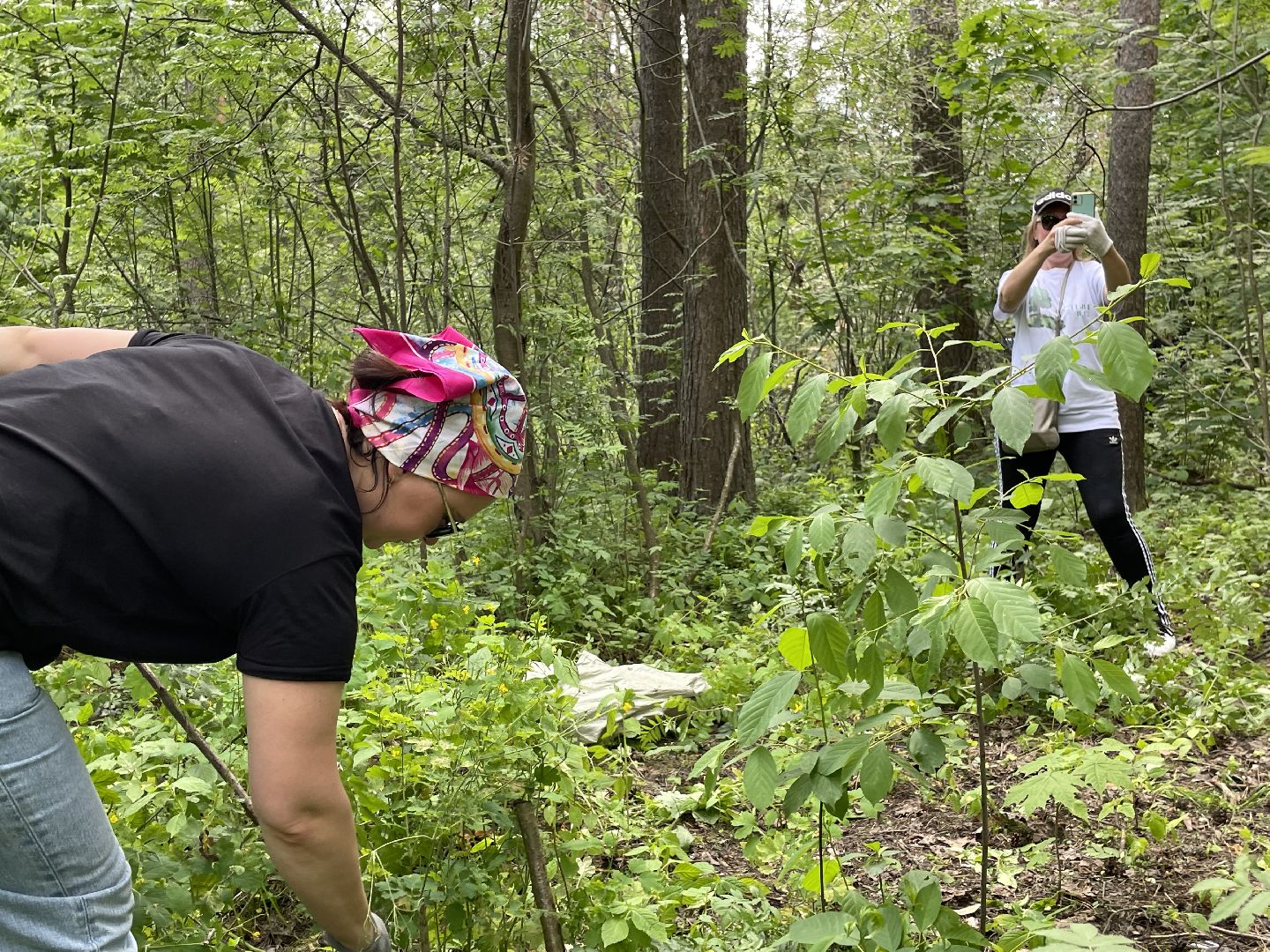 Лес, чистота, акция, люди