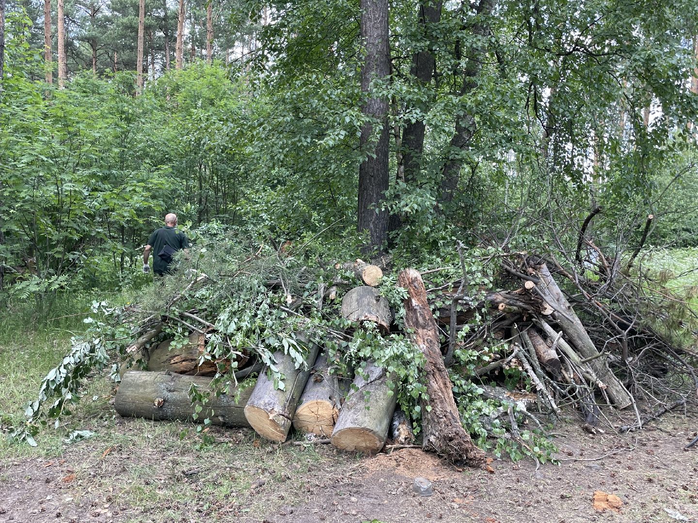 Лес, чистота, акция, люди