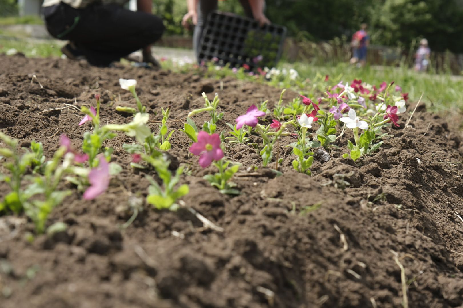 Пущино, благоустройство, клумбы