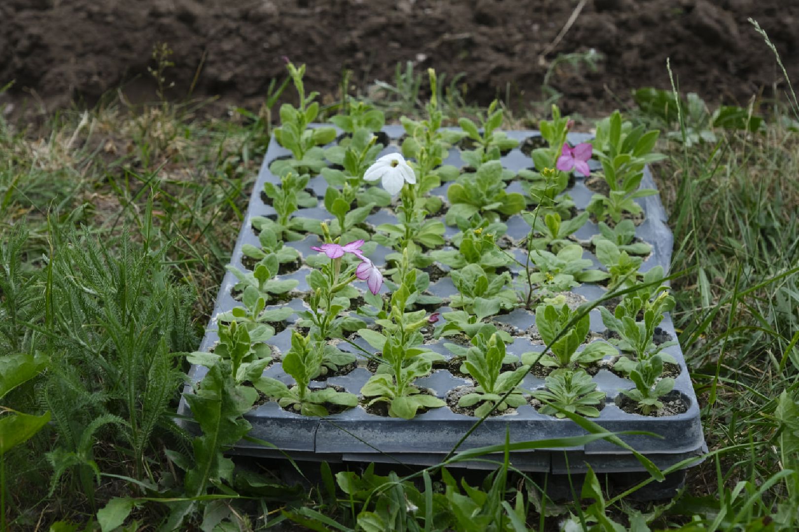 Пущино, благоустройство, клумбы