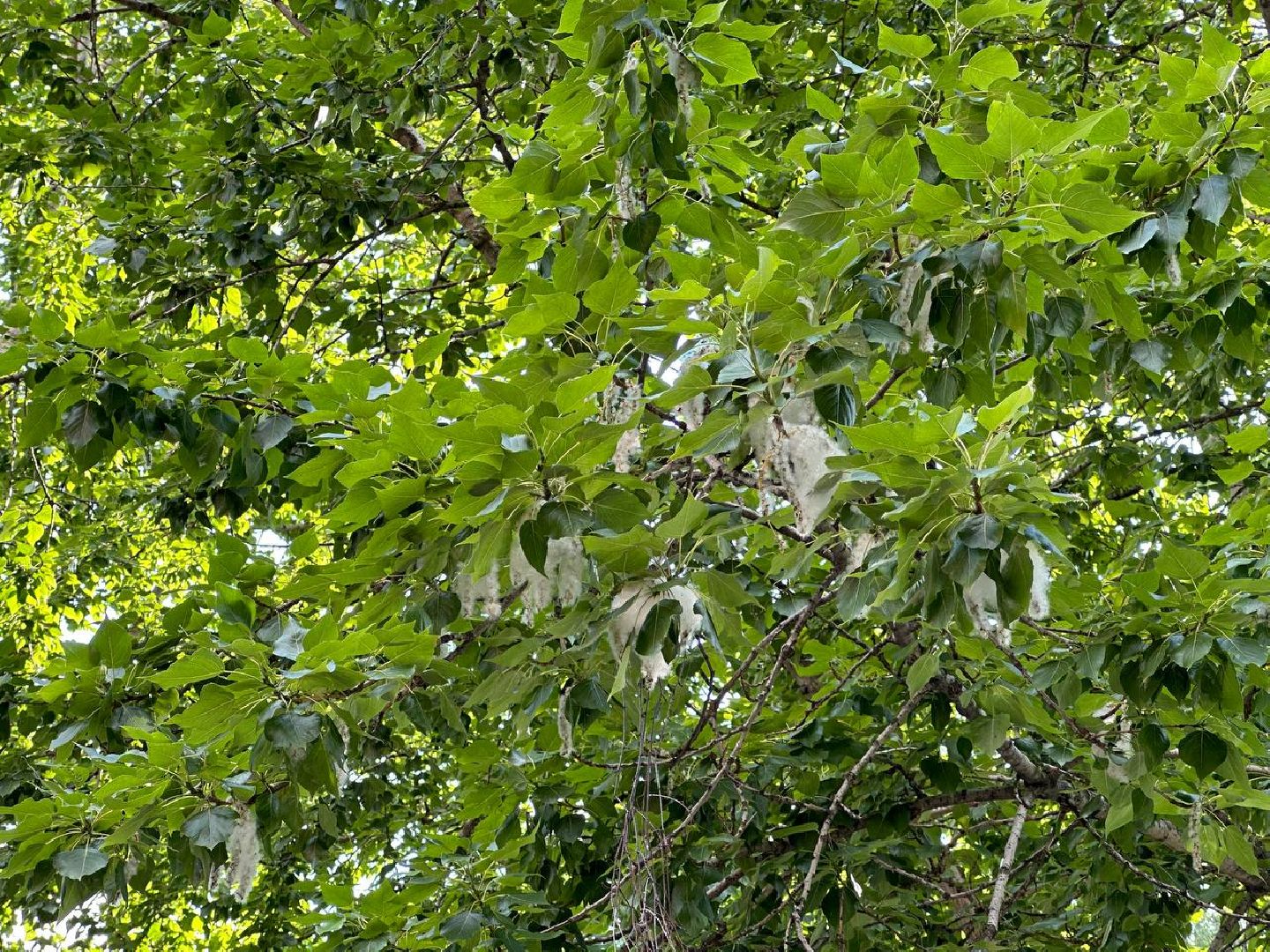 Реутов, тополиный пух, врачи, пожарная охрана