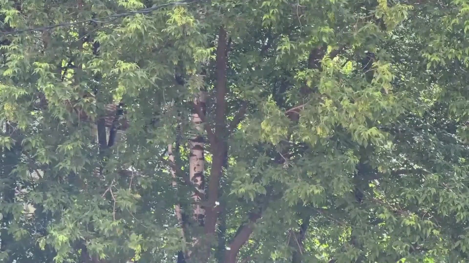 Реутов, тополиный пух, врачи, пожарная охрана