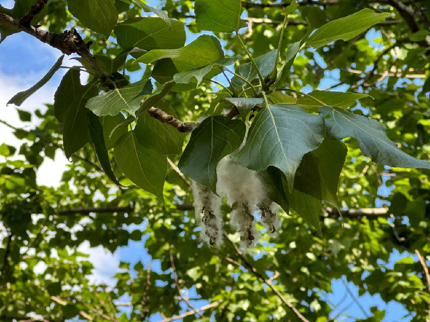 Реутов, тополиный пух, врачи, пожарная охрана