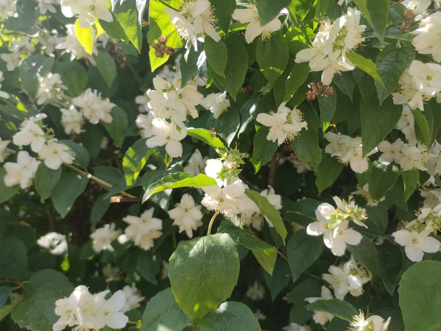 Цветы, лето, чубушник, Дубна