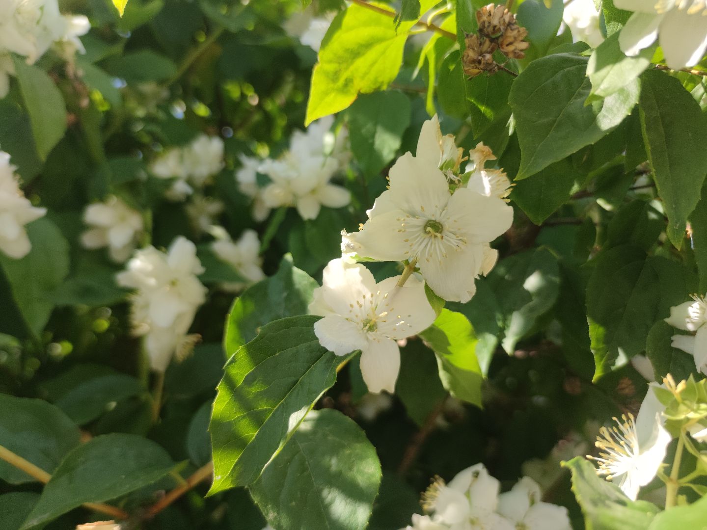 Цветы, лето, чубушник, Дубна