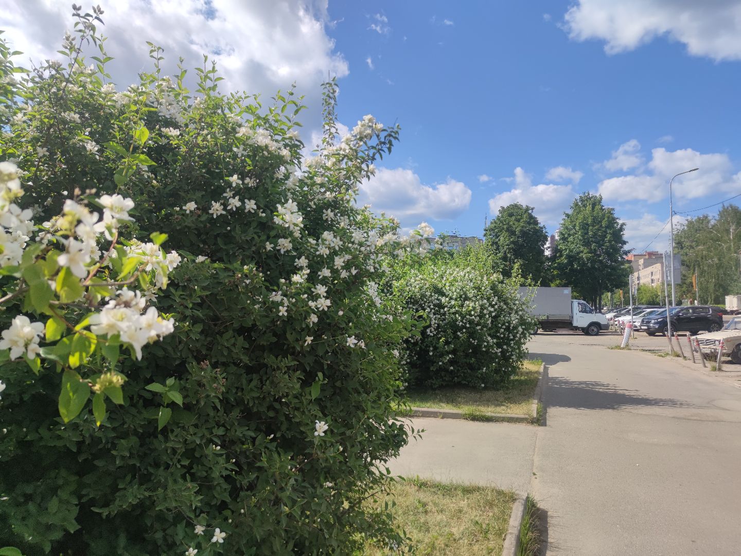 Цветы, лето, чубушник, Дубна