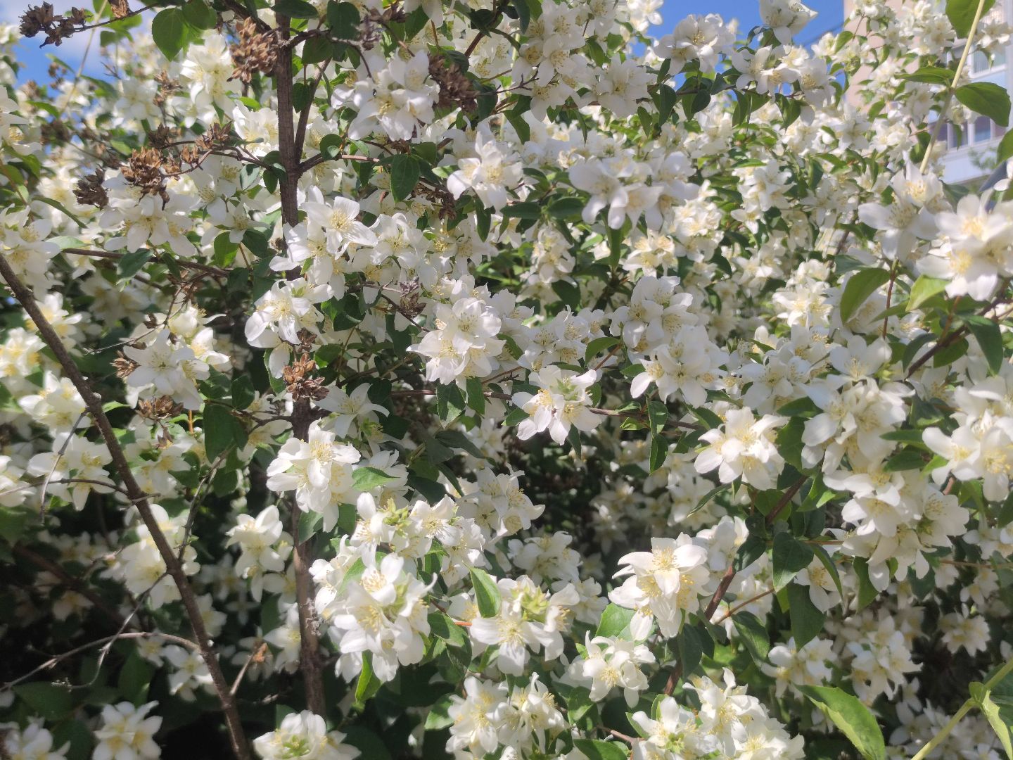 Цветы, лето, чубушник, Дубна