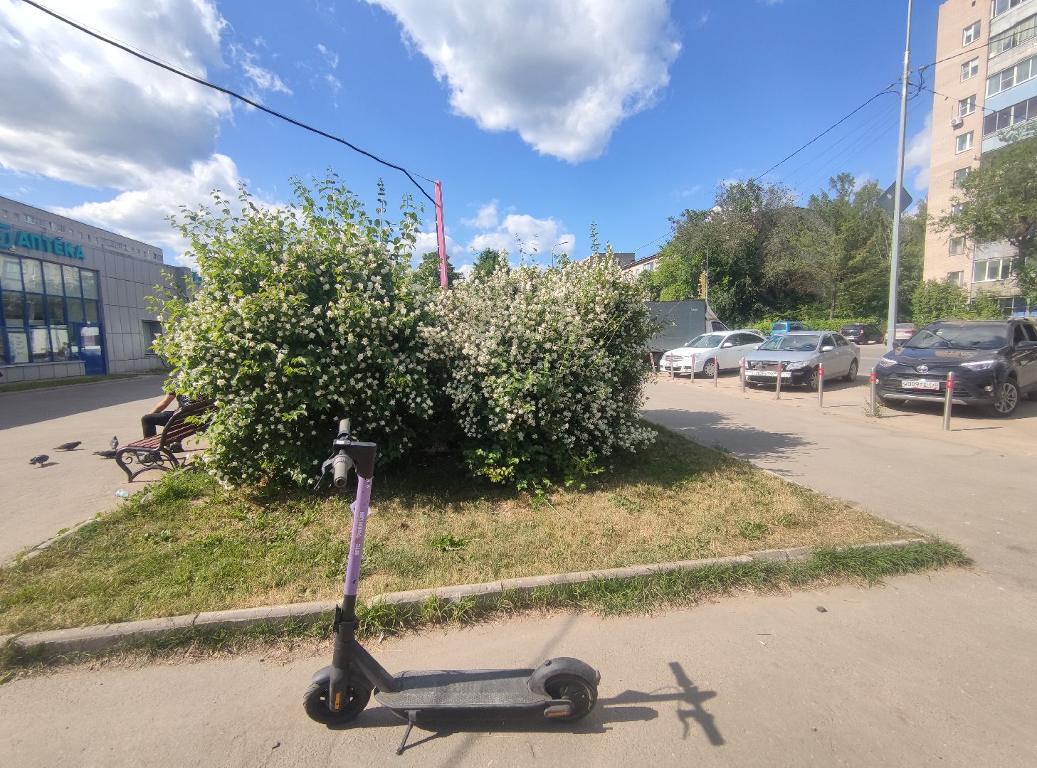 Цветы, лето, чубушник, Дубна