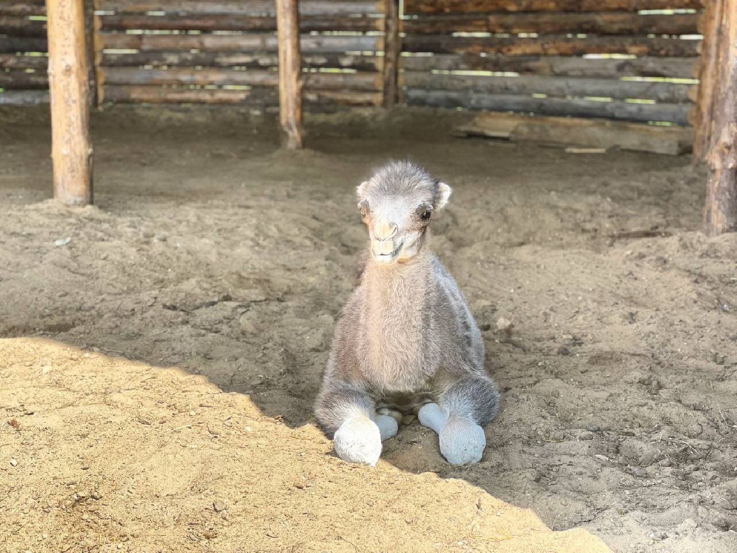 Сергиево-Посадский городской округ, Сергиев Посад, Туризм, Верблюжонок, Чудо, Животный мир, Этнопарк «Кочевник»