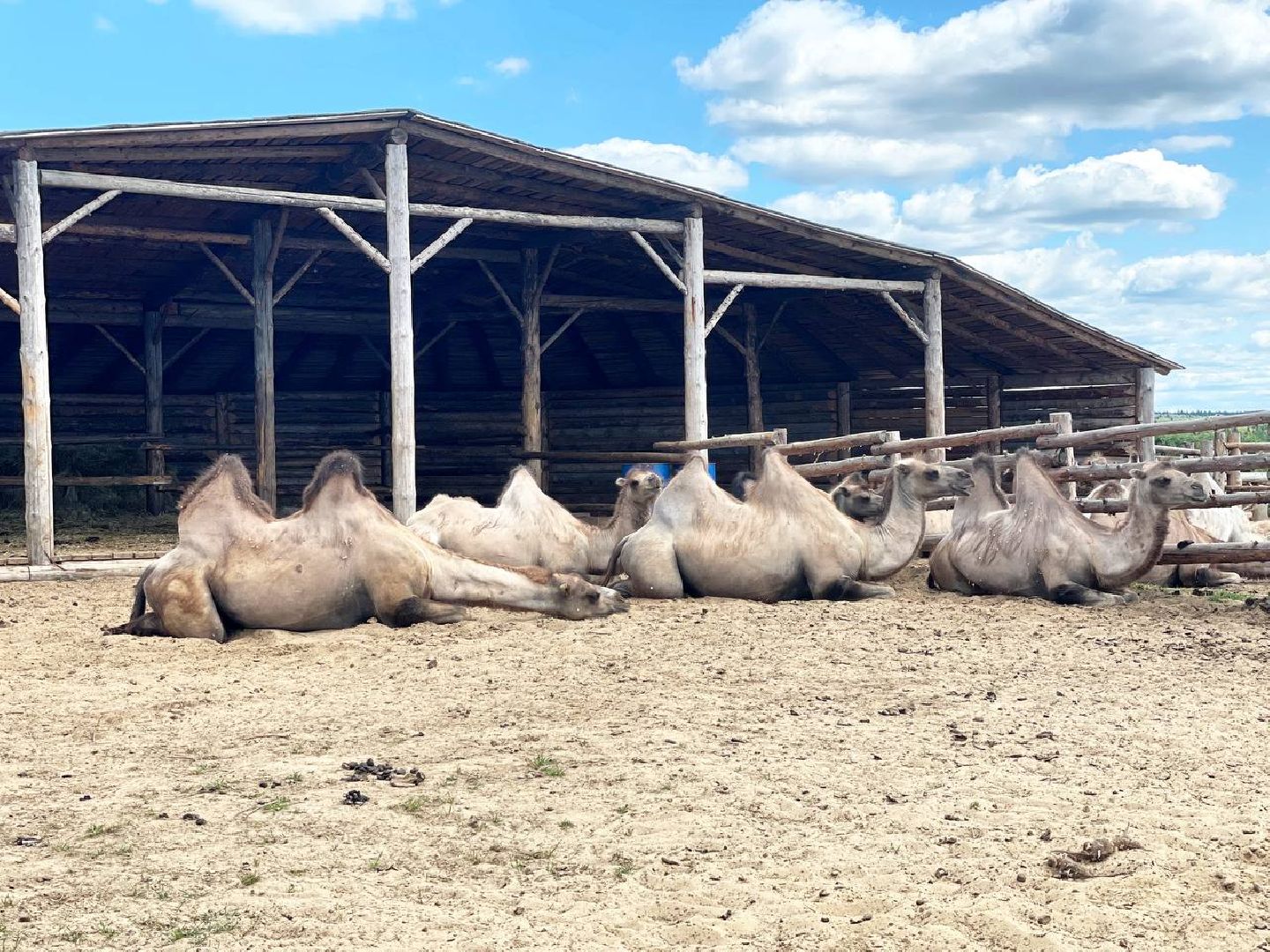 Сергиево-Посадский городской округ, Сергиев Посад, Туризм, Верблюжонок, Чудо, Животный мир, Этнопарк «Кочевник»