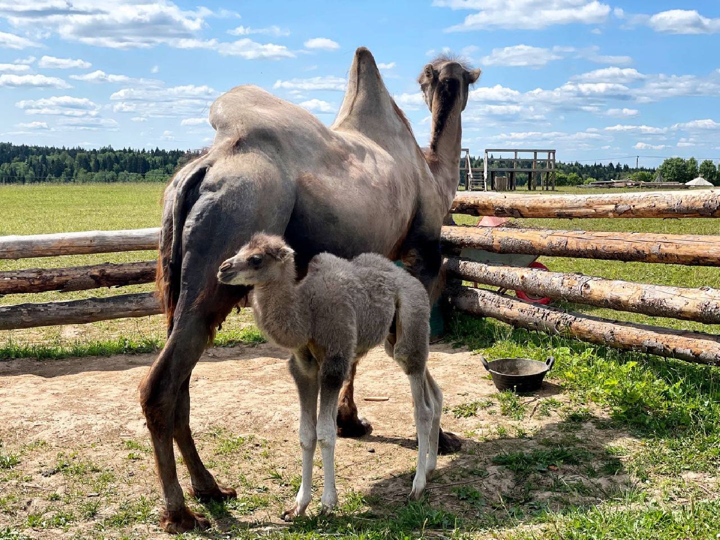 Сергиево-Посадский городской округ, Сергиев Посад, Туризм, Верблюжонок, Чудо, Животный мир, Этнопарк «Кочевник»
