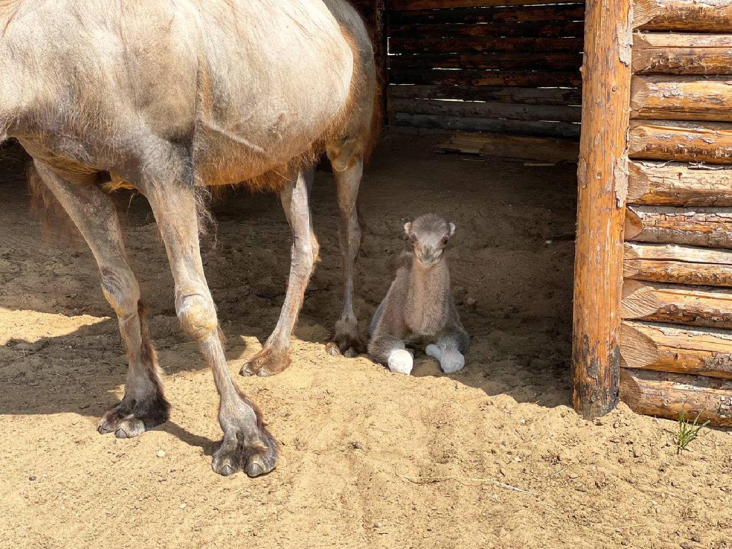 Сергиево-Посадский городской округ, Сергиев Посад, Туризм, Верблюжонок, Чудо, Животный мир, Этнопарк «Кочевник»
