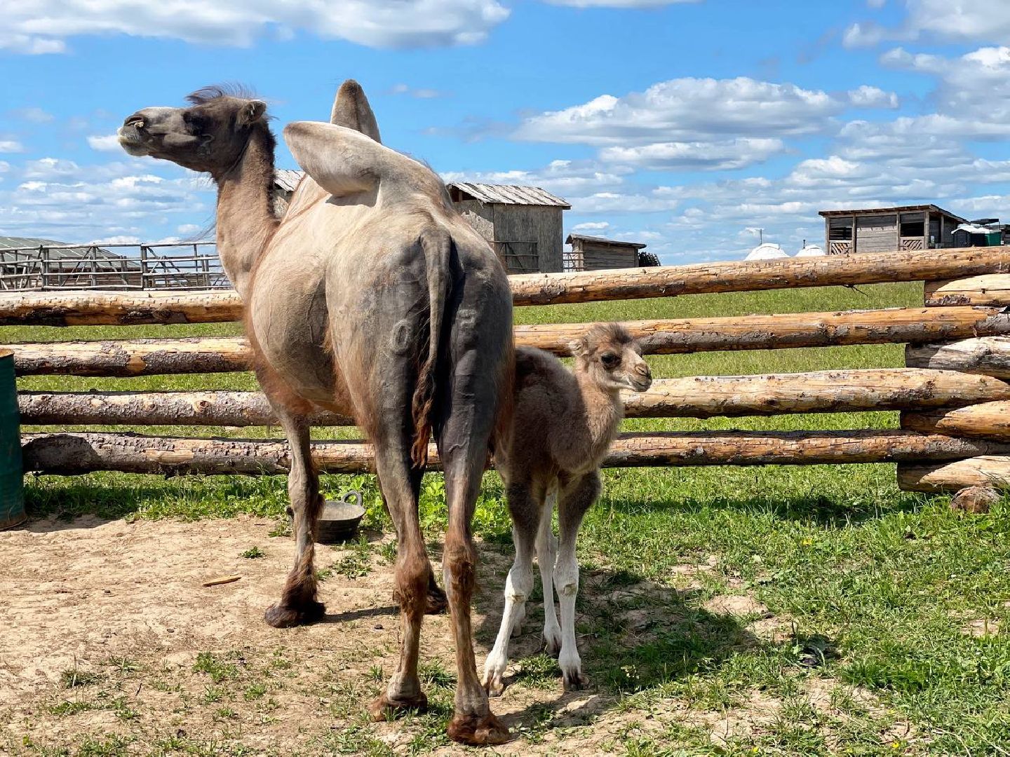 Сергиево-Посадский городской округ, Сергиев Посад, Туризм, Верблюжонок, Чудо, Животный мир, Этнопарк «Кочевник»