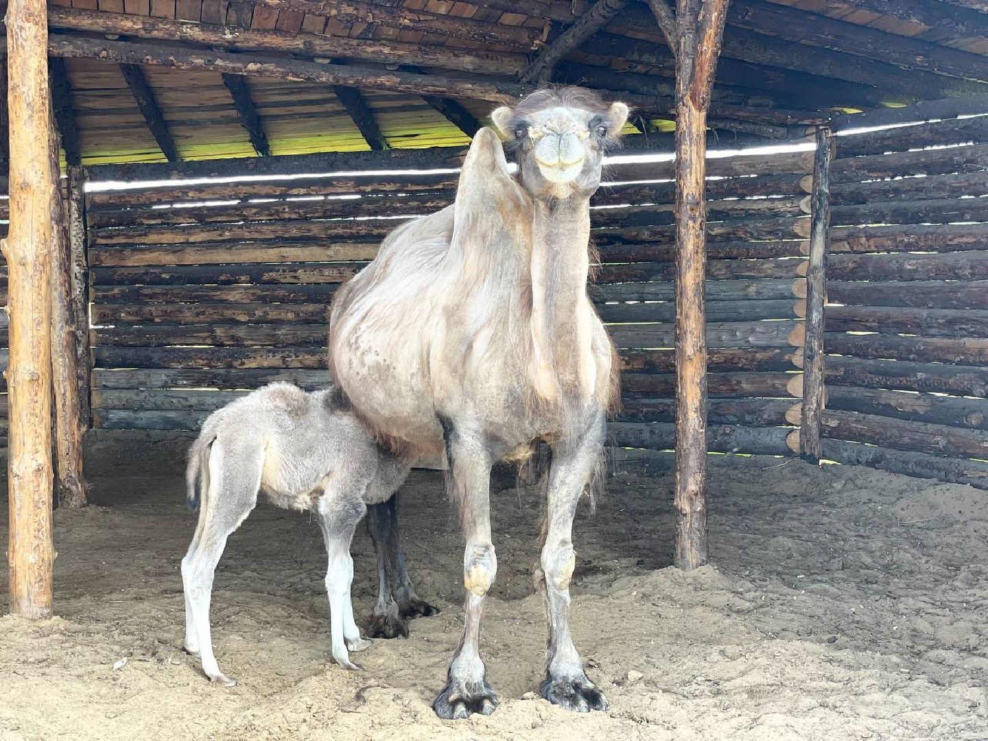 Сергиево-Посадский городской округ, Сергиев Посад, Туризм, Верблюжонок, Чудо, Животный мир, Этнопарк «Кочевник»