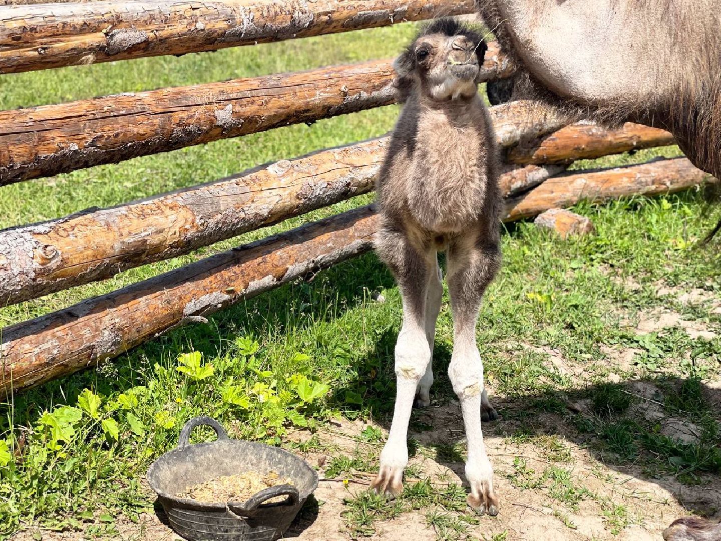 Сергиево-Посадский городской округ, Сергиев Посад, Туризм, Верблюжонок, Чудо, Животный мир, Этнопарк «Кочевник»