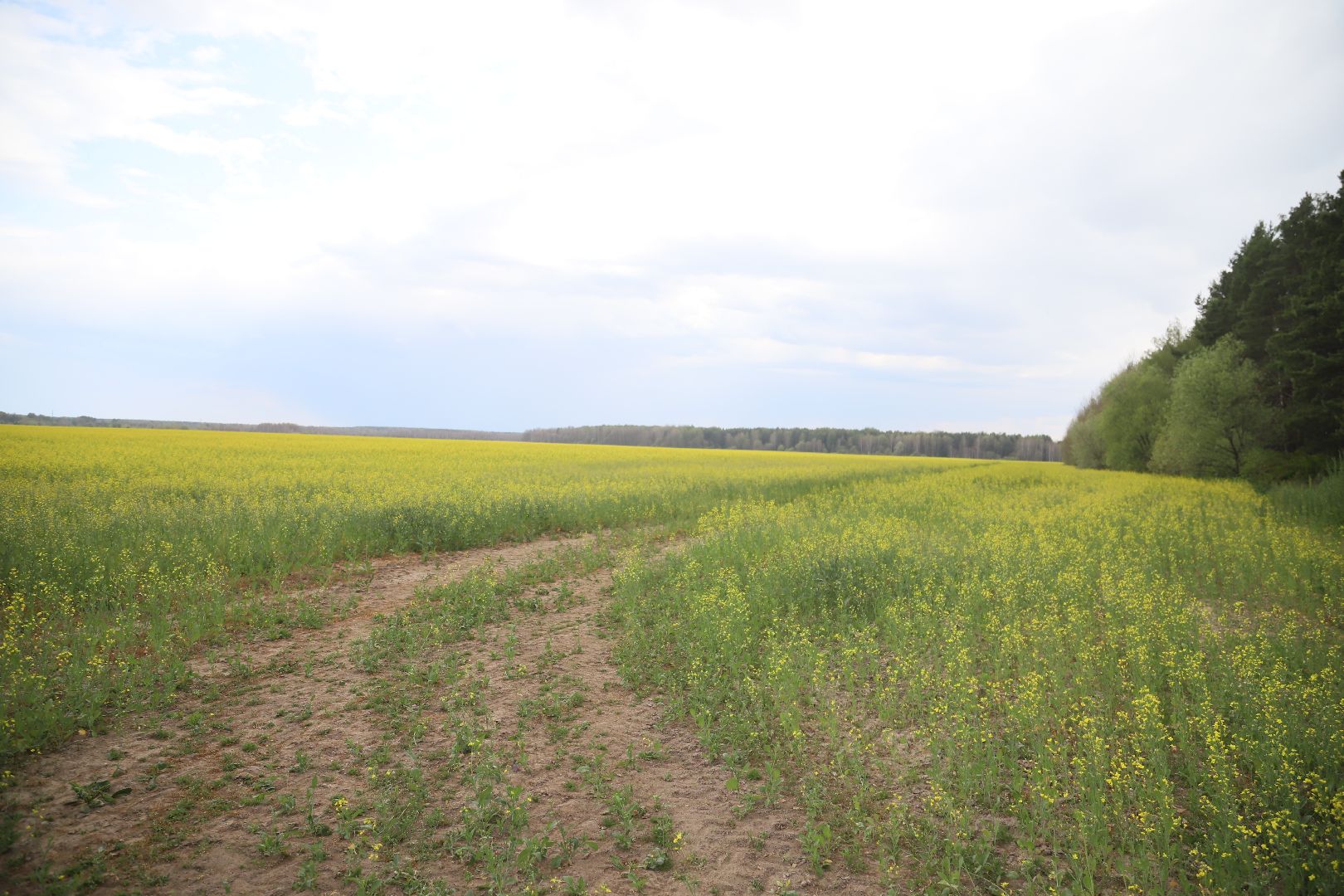 #БольшаяШатура#рапс#красота#Агрофорвард