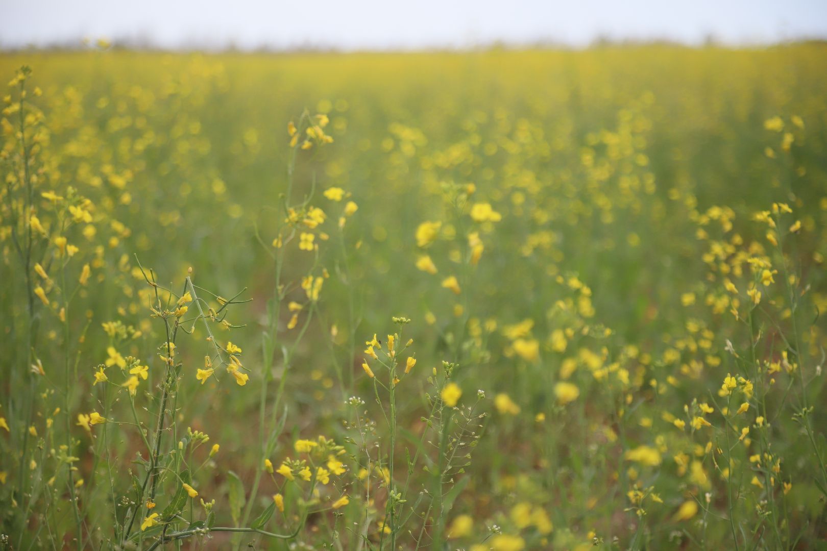 #БольшаяШатура#рапс#красота#Агрофорвард