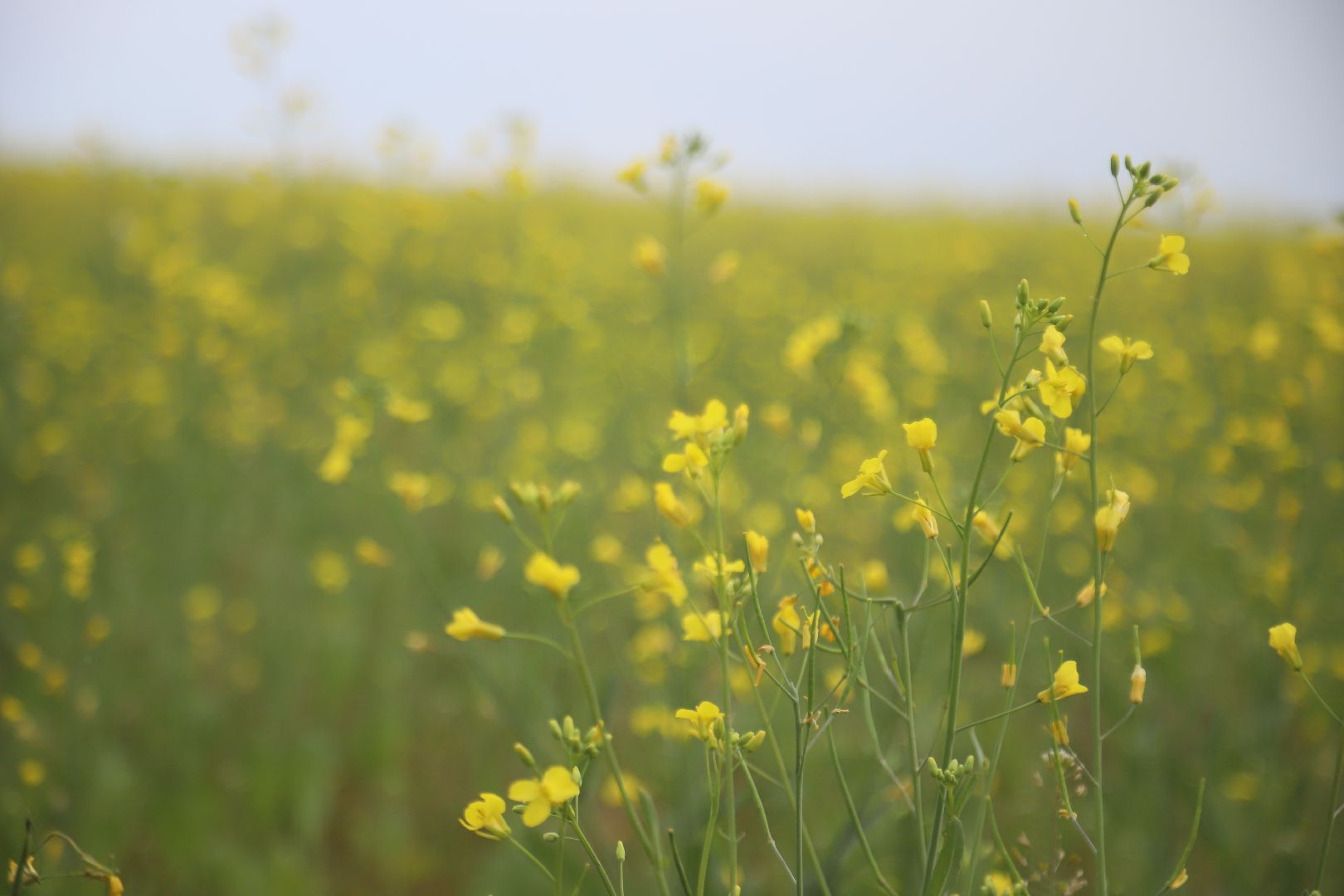 #БольшаяШатура#рапс#красота#Агрофорвард