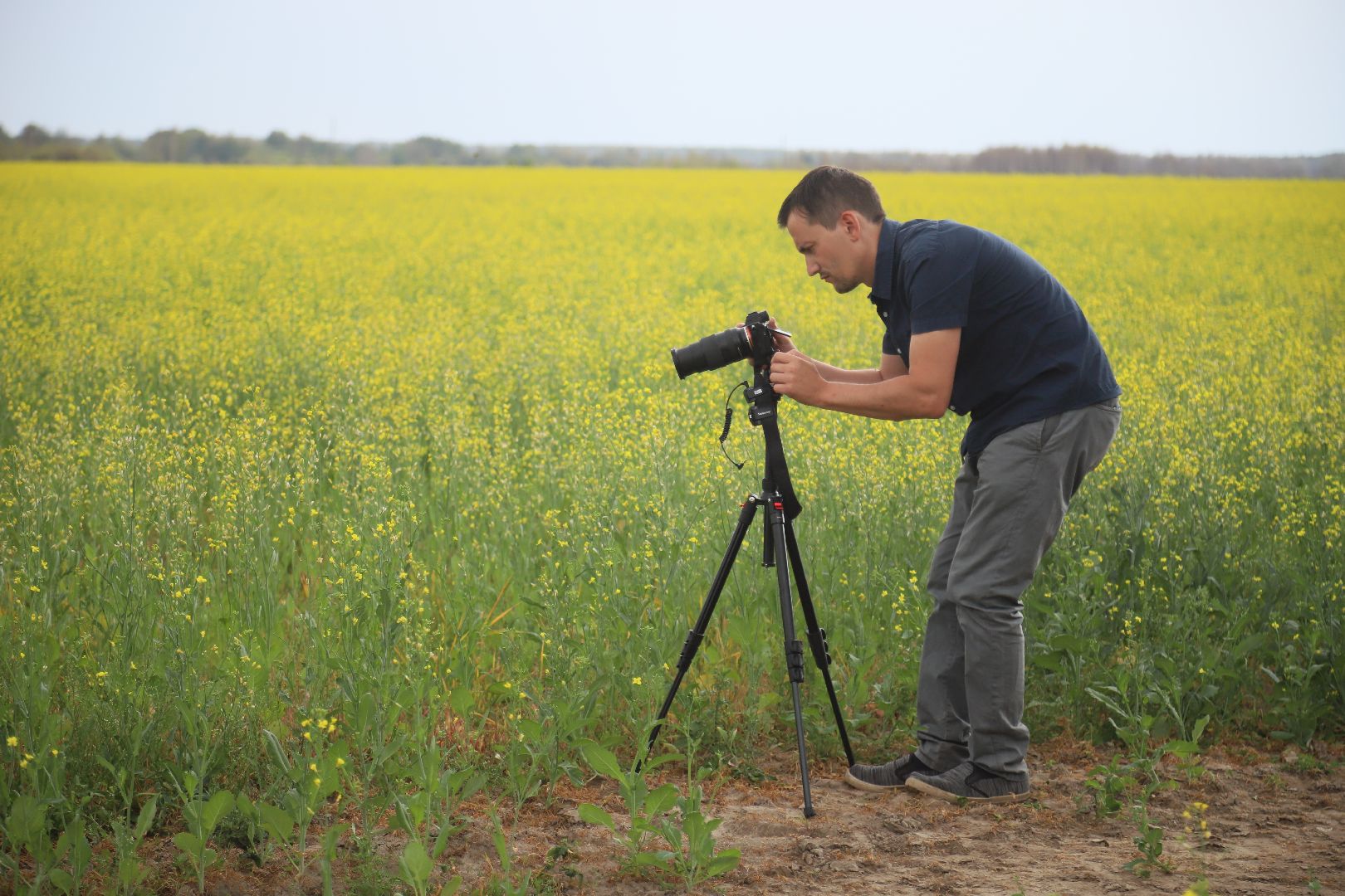 #БольшаяШатура#рапс#красота#Агрофорвард