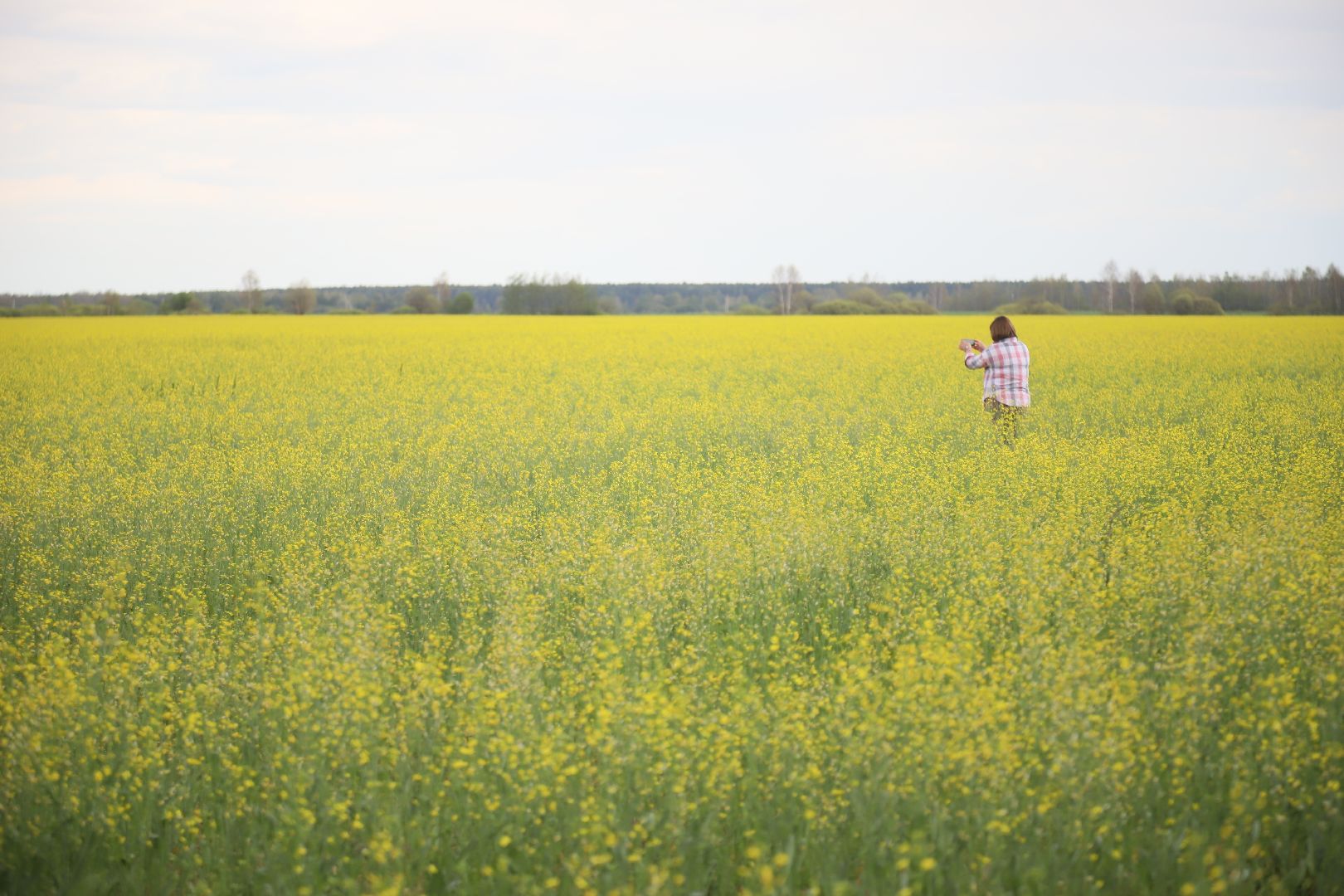 #БольшаяШатура#рапс#красота#Агрофорвард