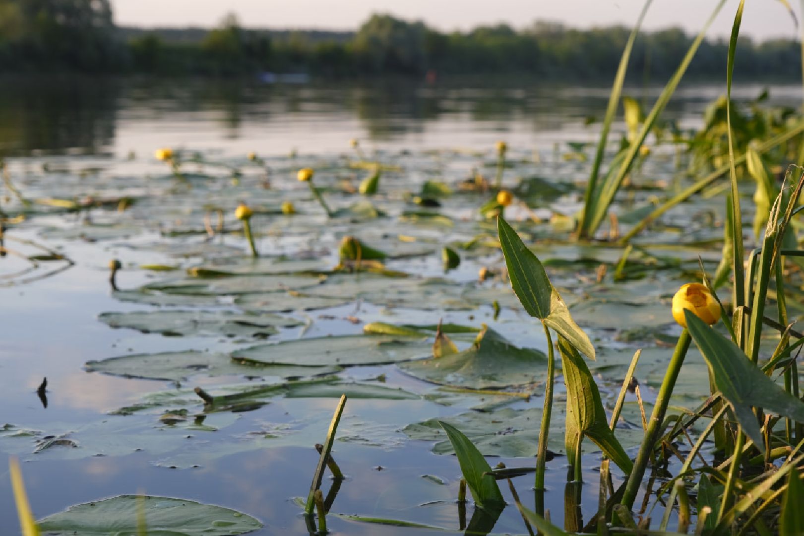 Пущино, экология
