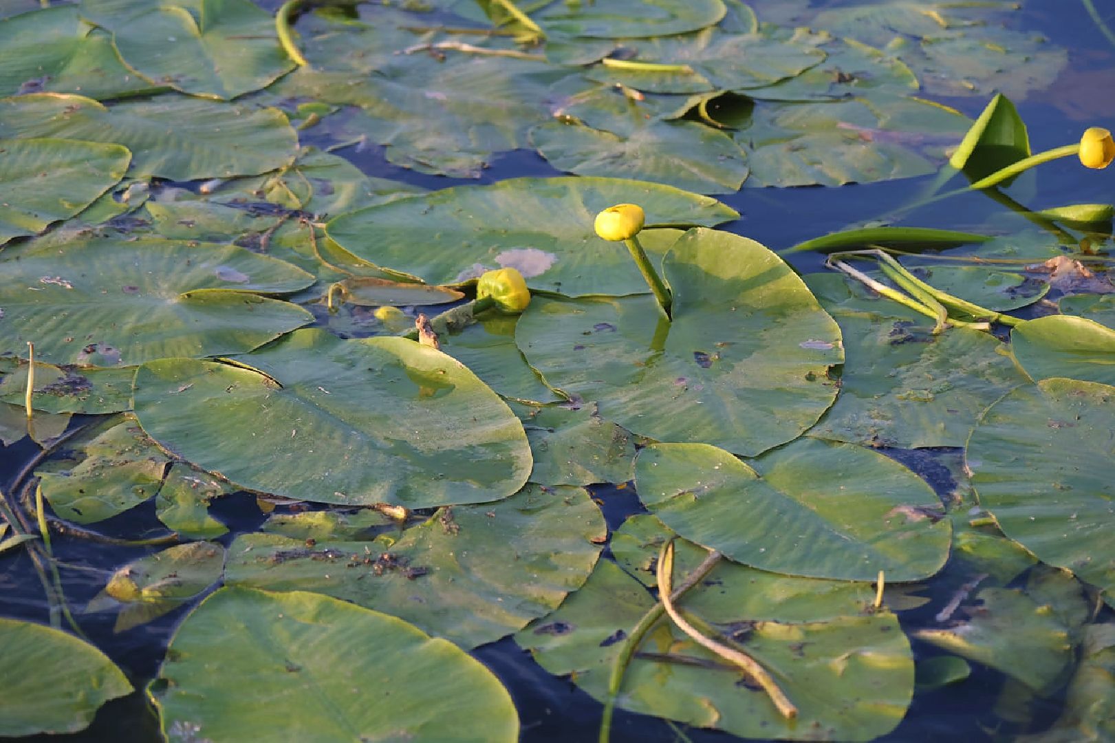Пущино, экология