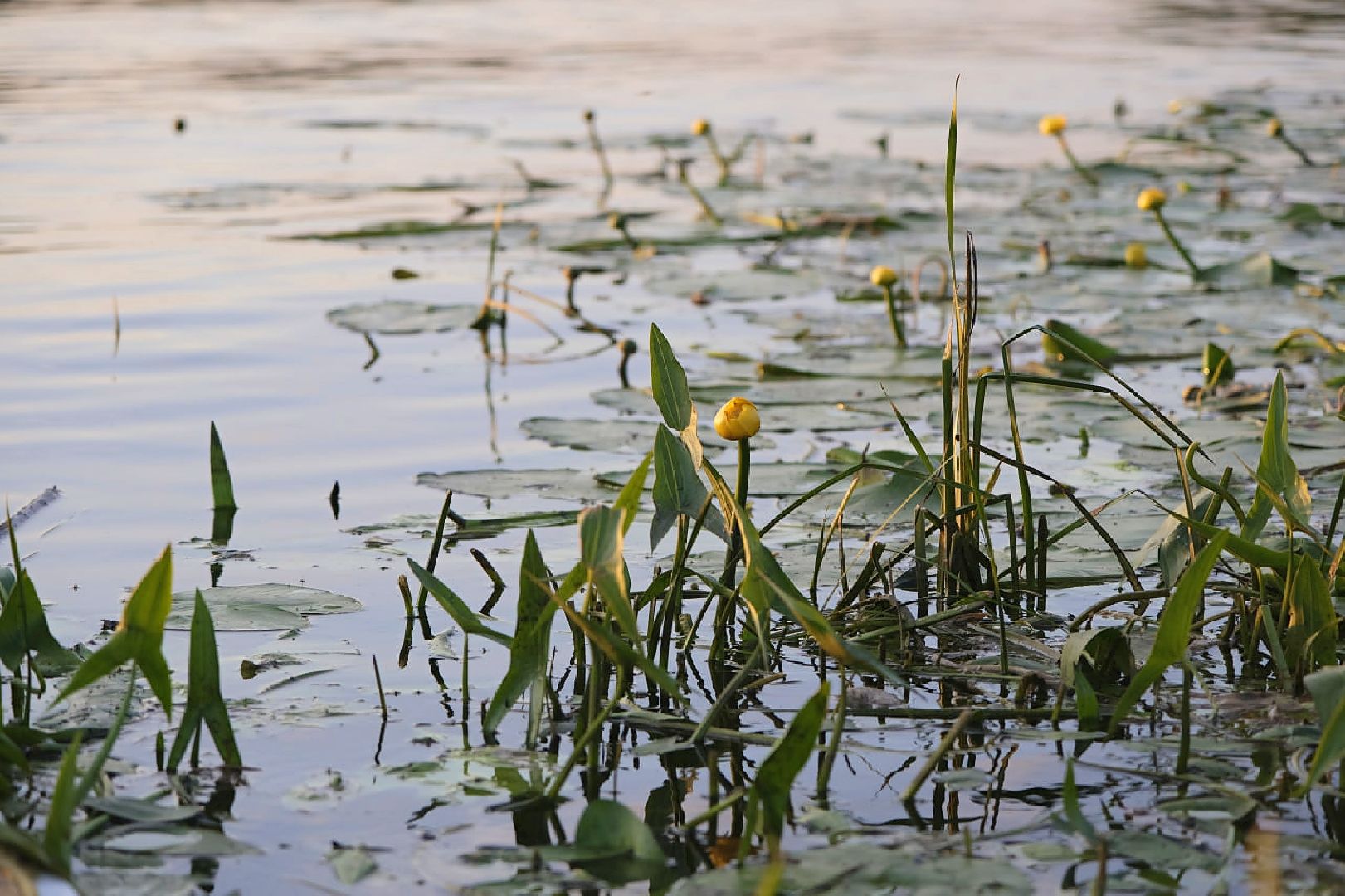 Пущино, экология