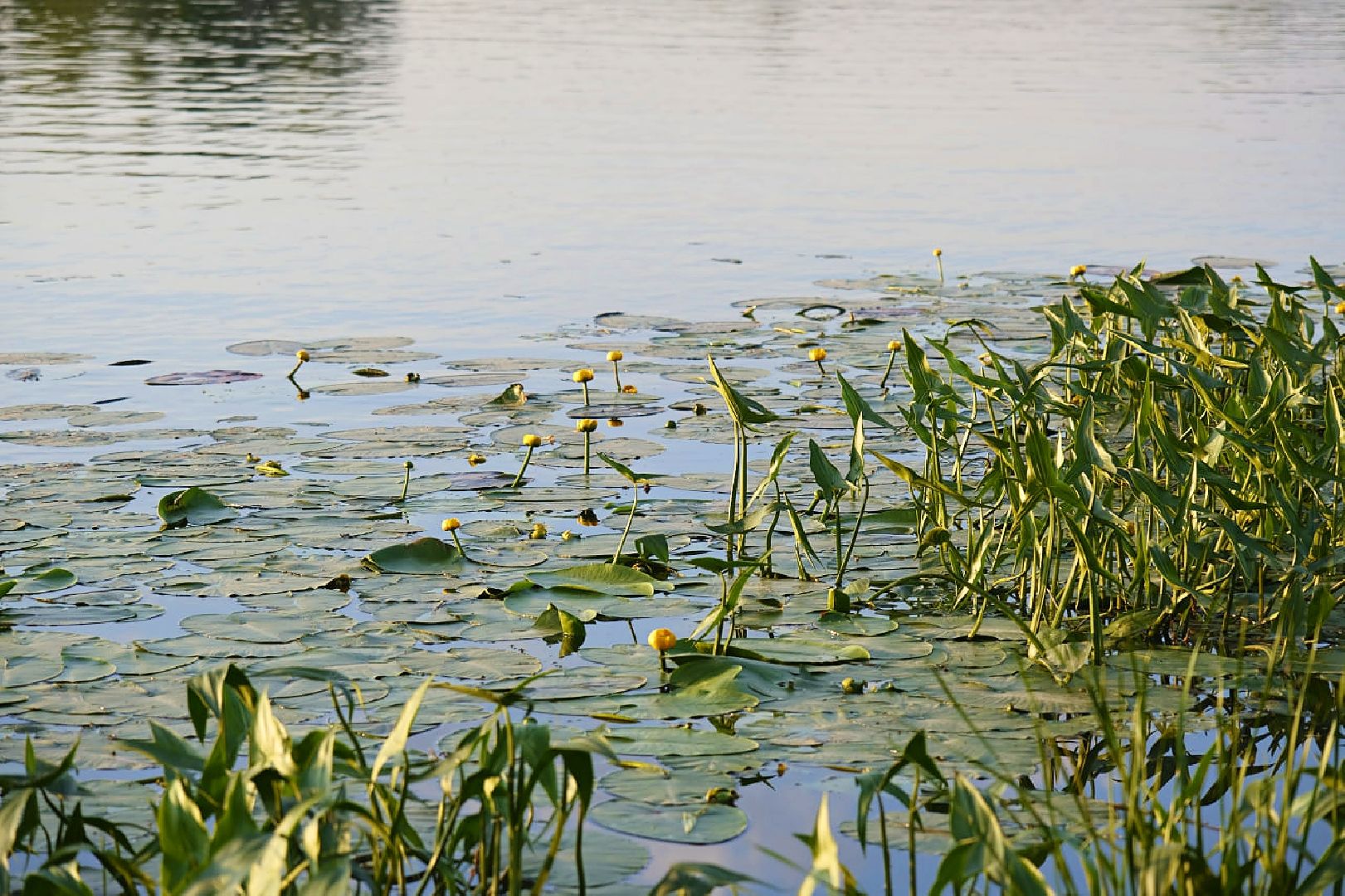 Пущино, экология