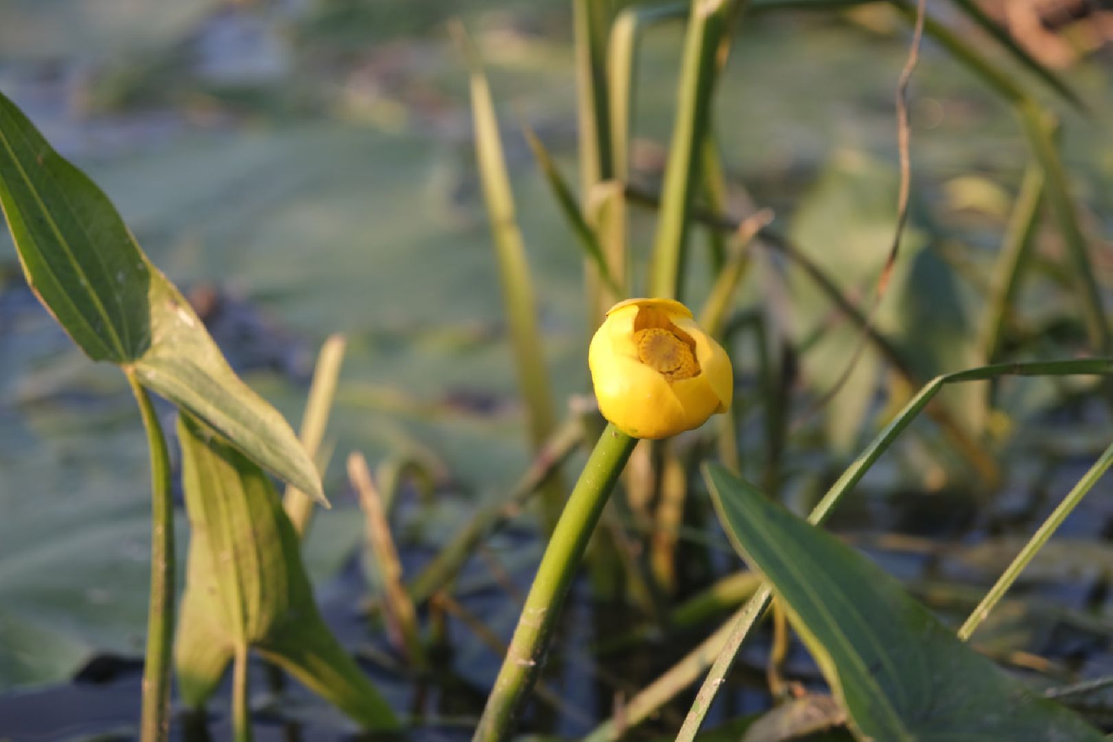 Пущино, экология