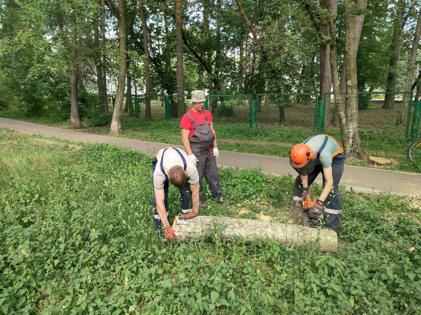 Благоустройство, Комбинат благоустройства, Протвино, деревья, сухостой, безопасность