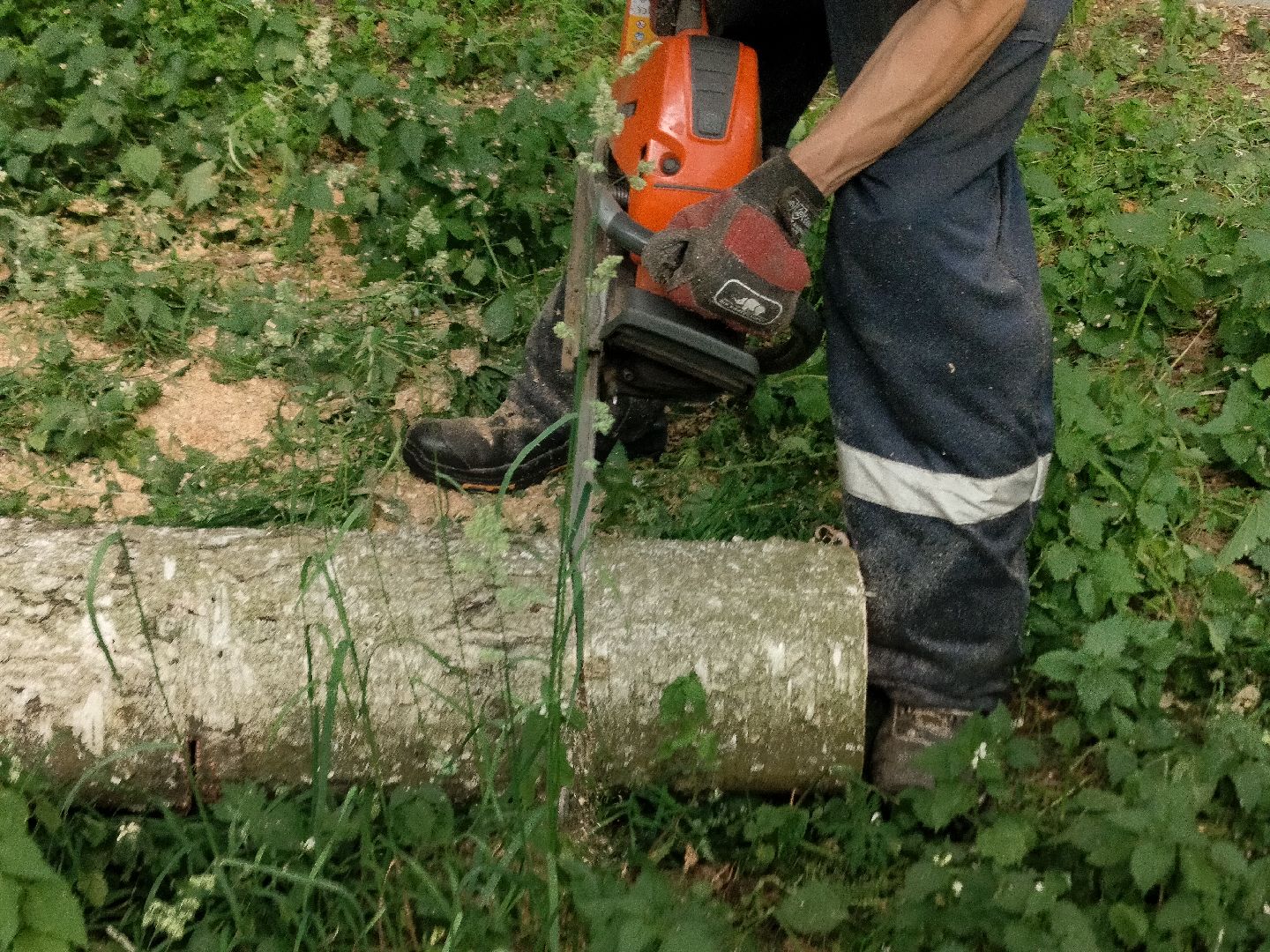 Благоустройство, Комбинат благоустройства, Протвино, деревья, сухостой, безопасность