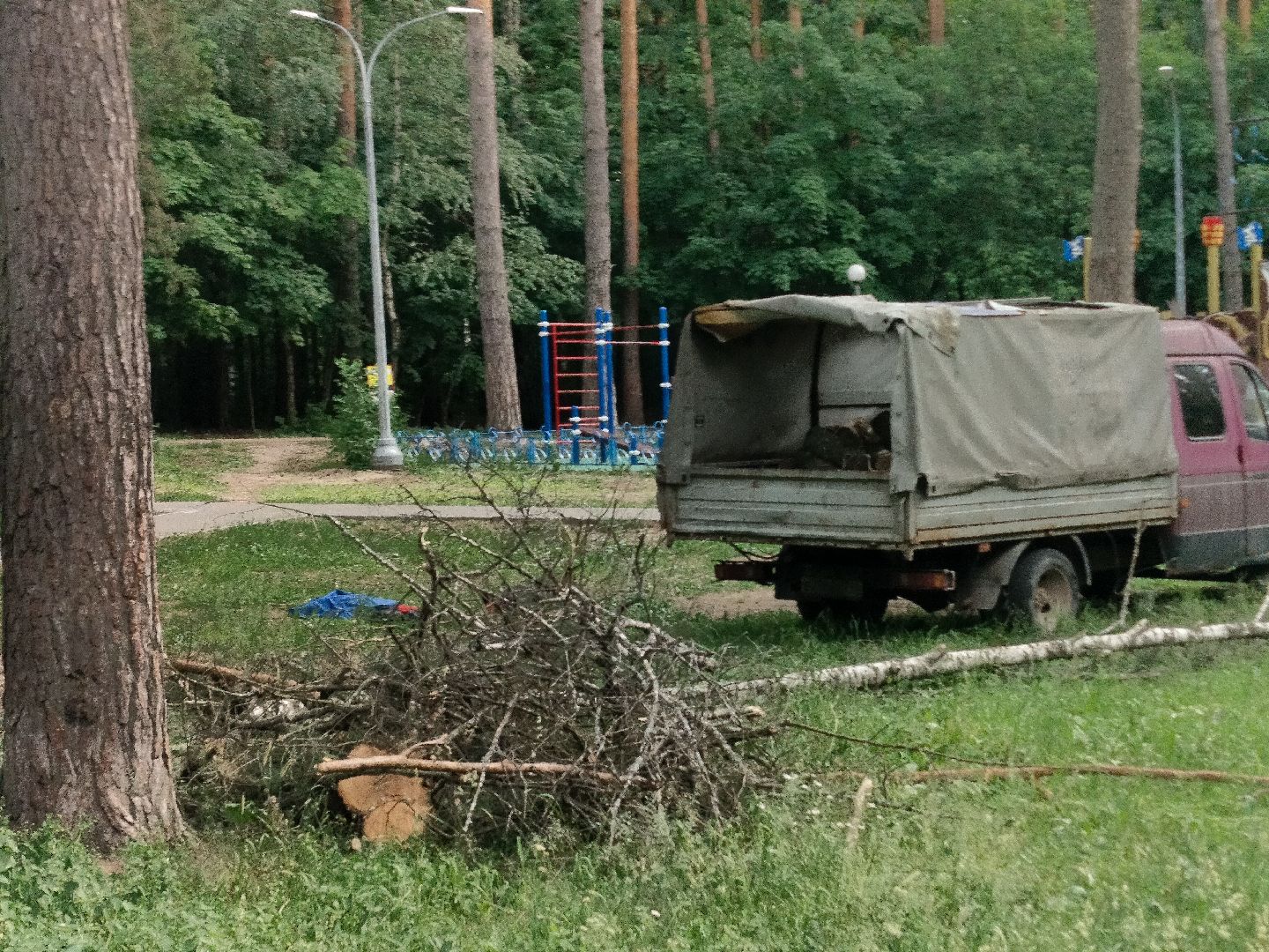 Благоустройство, Комбинат благоустройства, Протвино, деревья, сухостой, безопасность