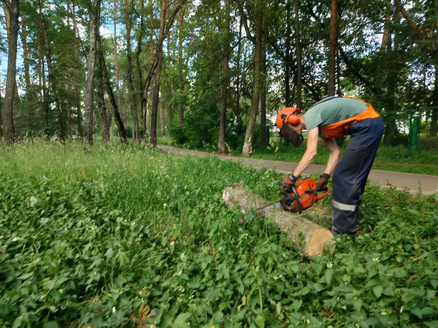 Благоустройство, Комбинат благоустройства, Протвино, деревья, сухостой, безопасность